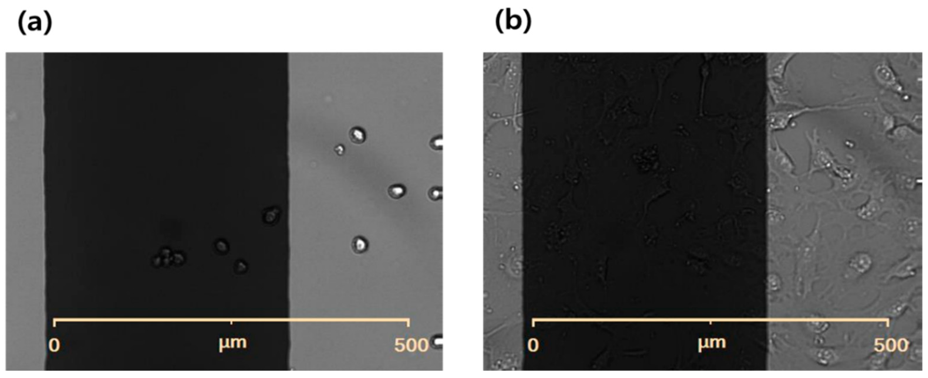 Biosensors 15 00788 g0a4