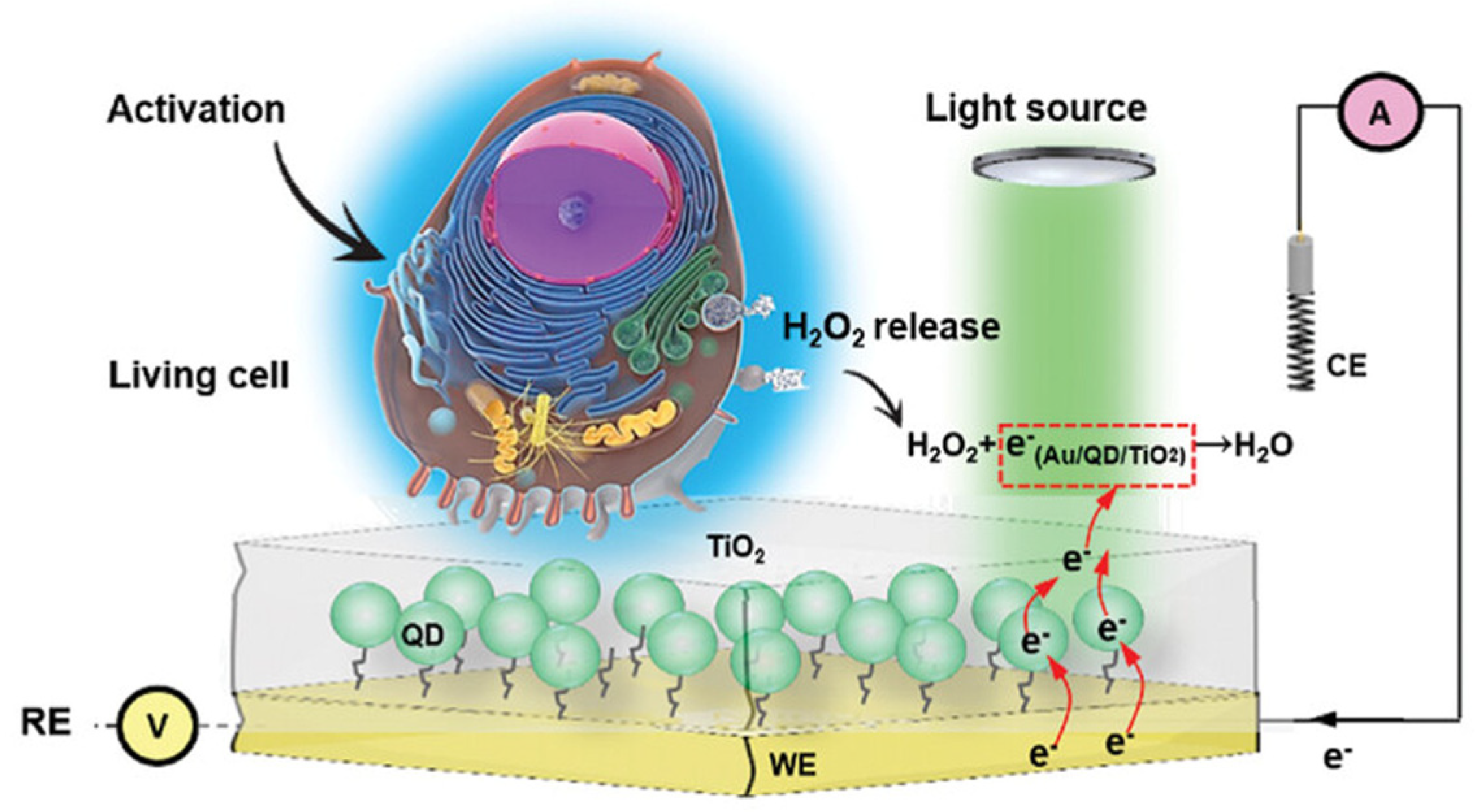 Biosensors 15 00789 g002 Biosensors 15 00789 g002