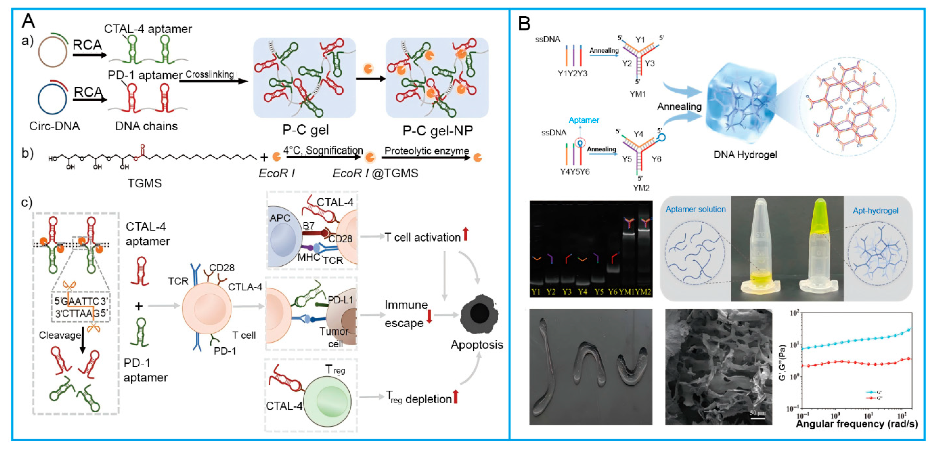 Biosensors 15 00799 g002 Biosensors 15 00799 g002