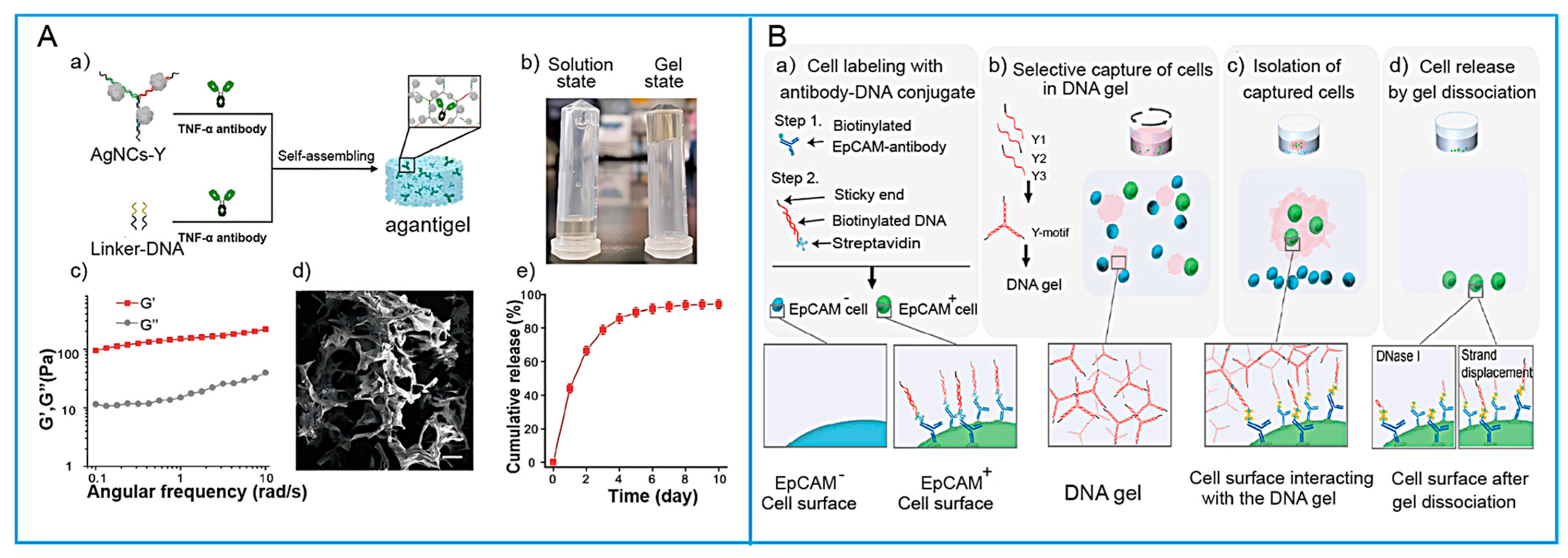 Biosensors 15 00799 g004 Biosensors 15 00799 g004