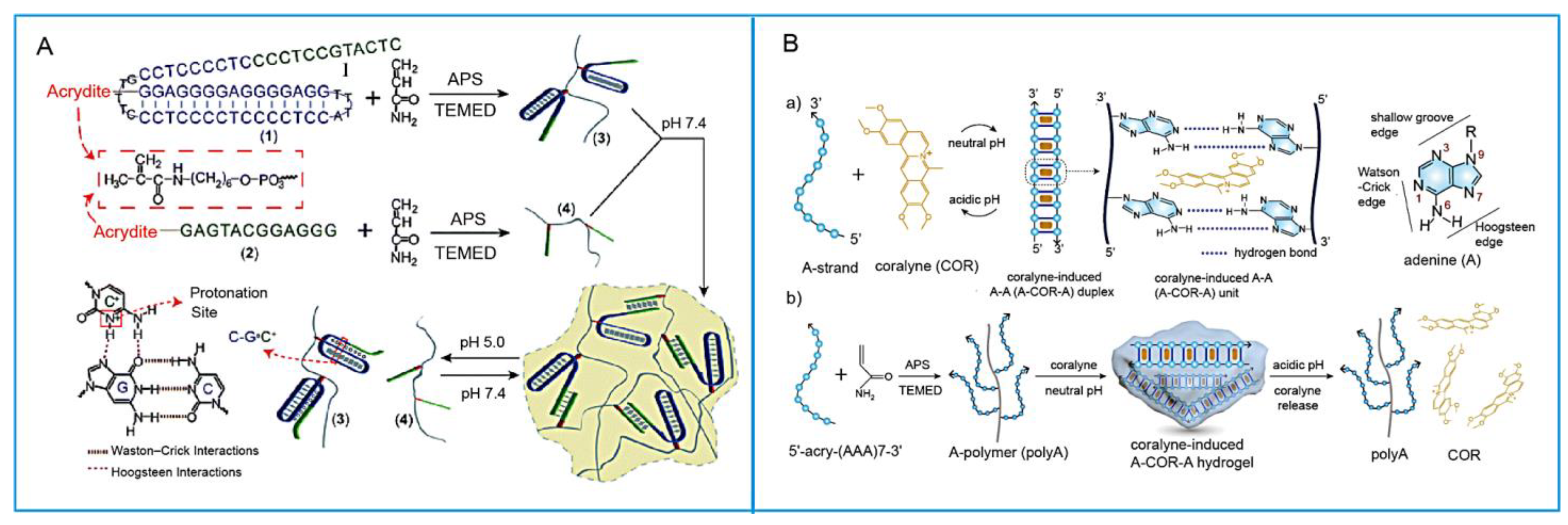 Biosensors 15 00799 g007 Biosensors 15 00799 g007