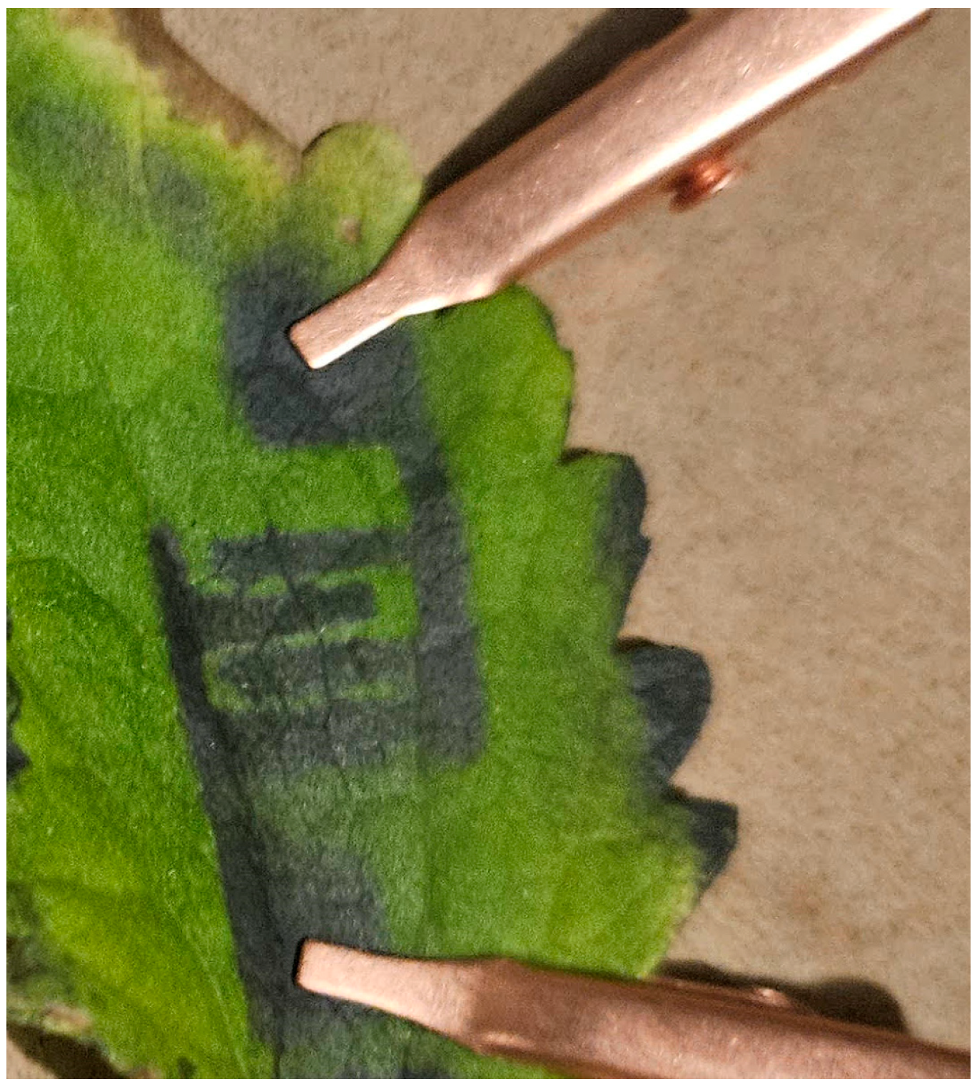 Biosensors 15 00805 g0a1 Biosensors 15 00805 g0a1