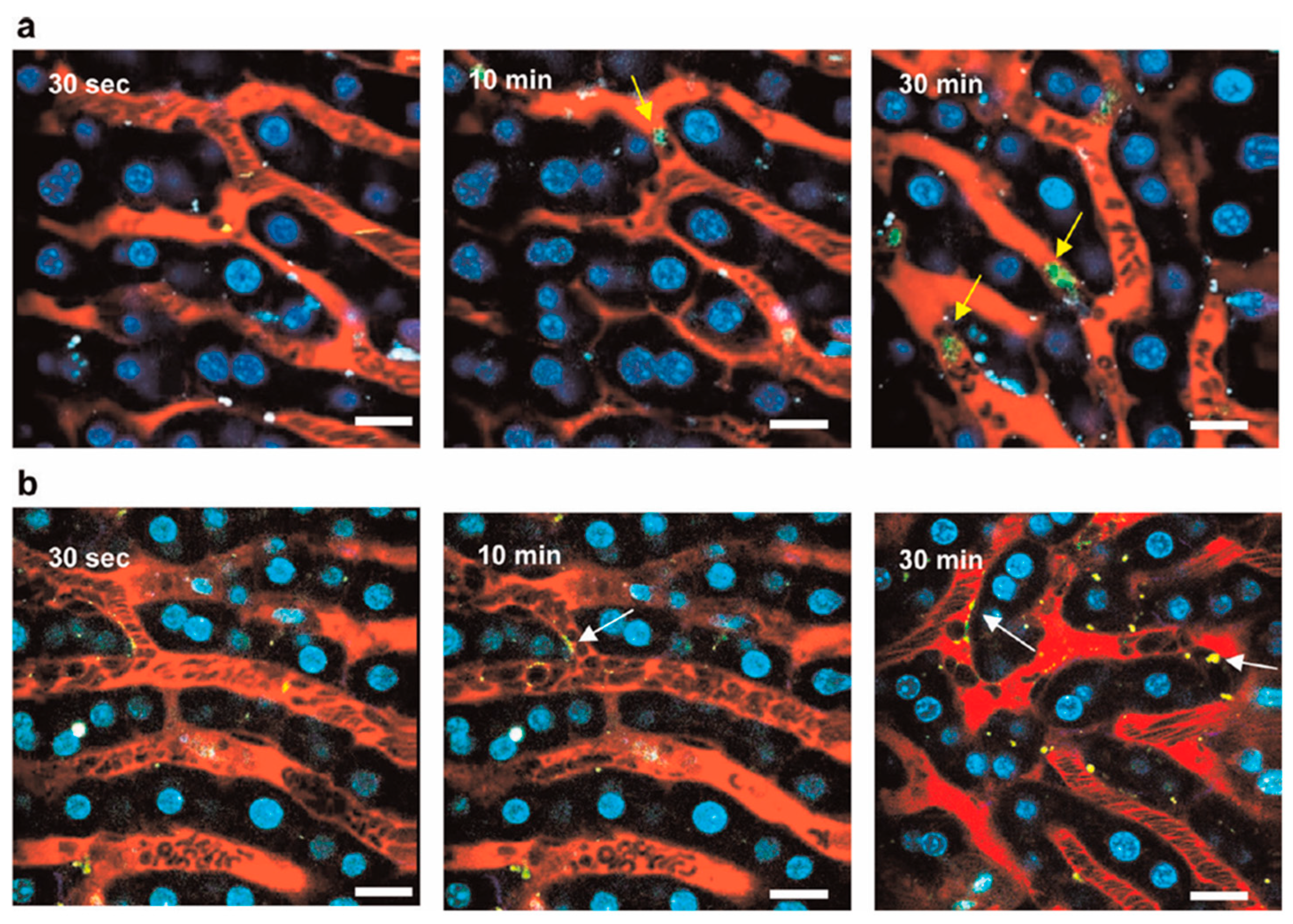 Biosensors 15 00809 g021 Biosensors 15 00809 g021