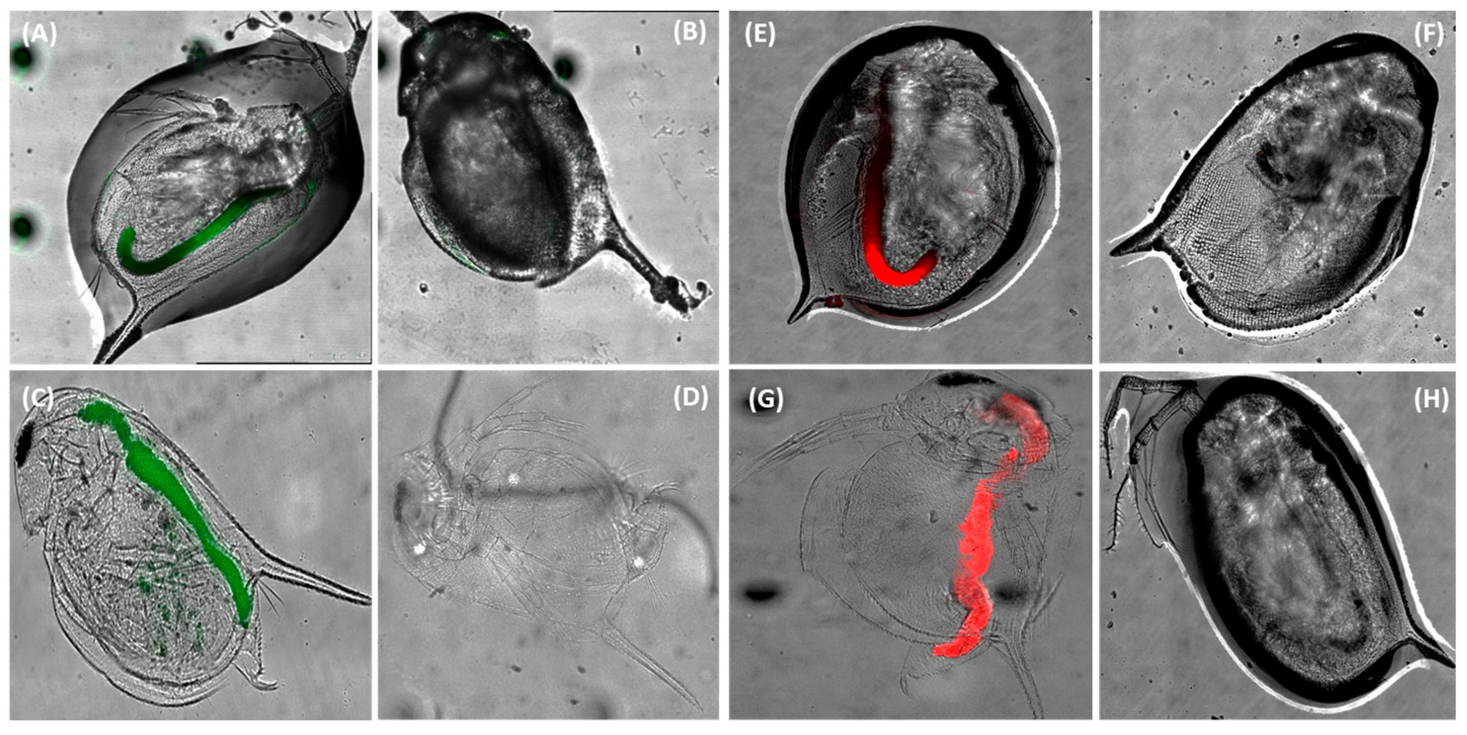 Biosensors 16 00010 g002