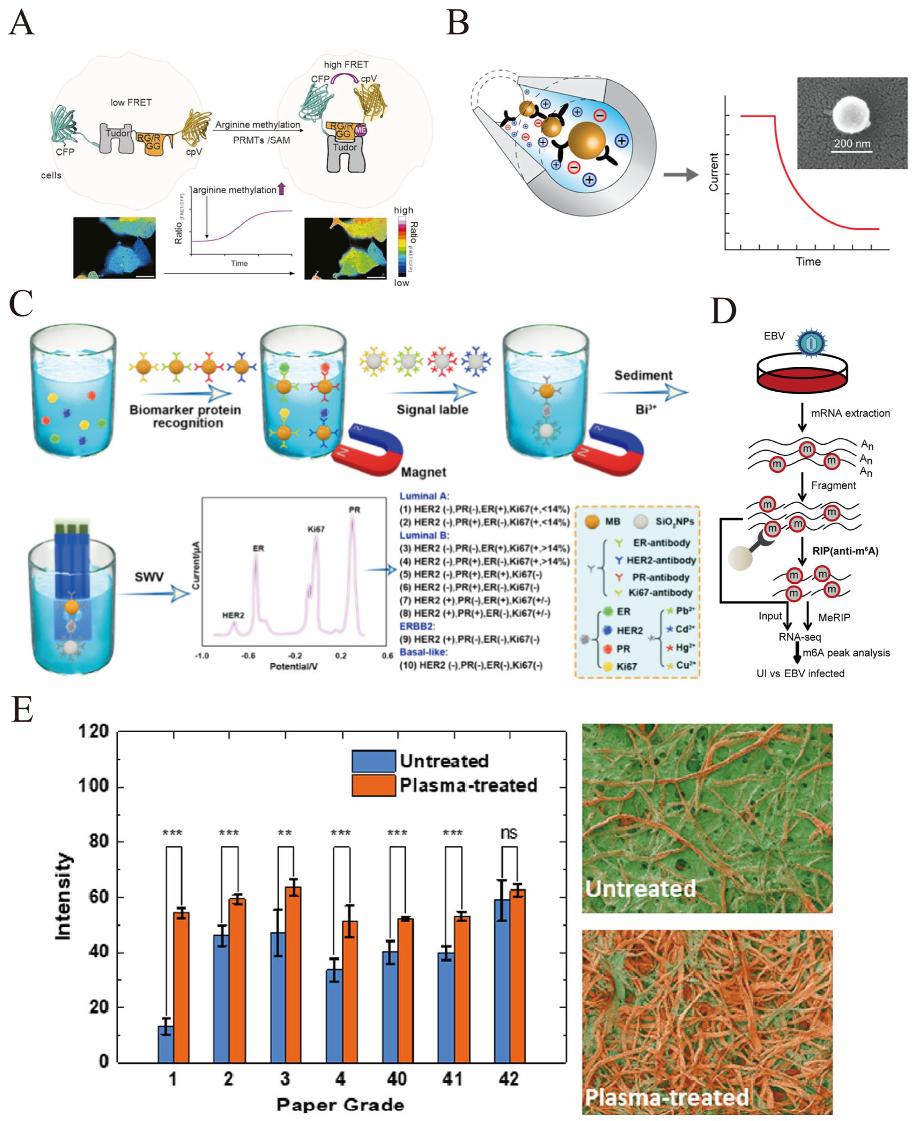 Biosensors 16 00021 g006 Biosensors 16 00021 g006