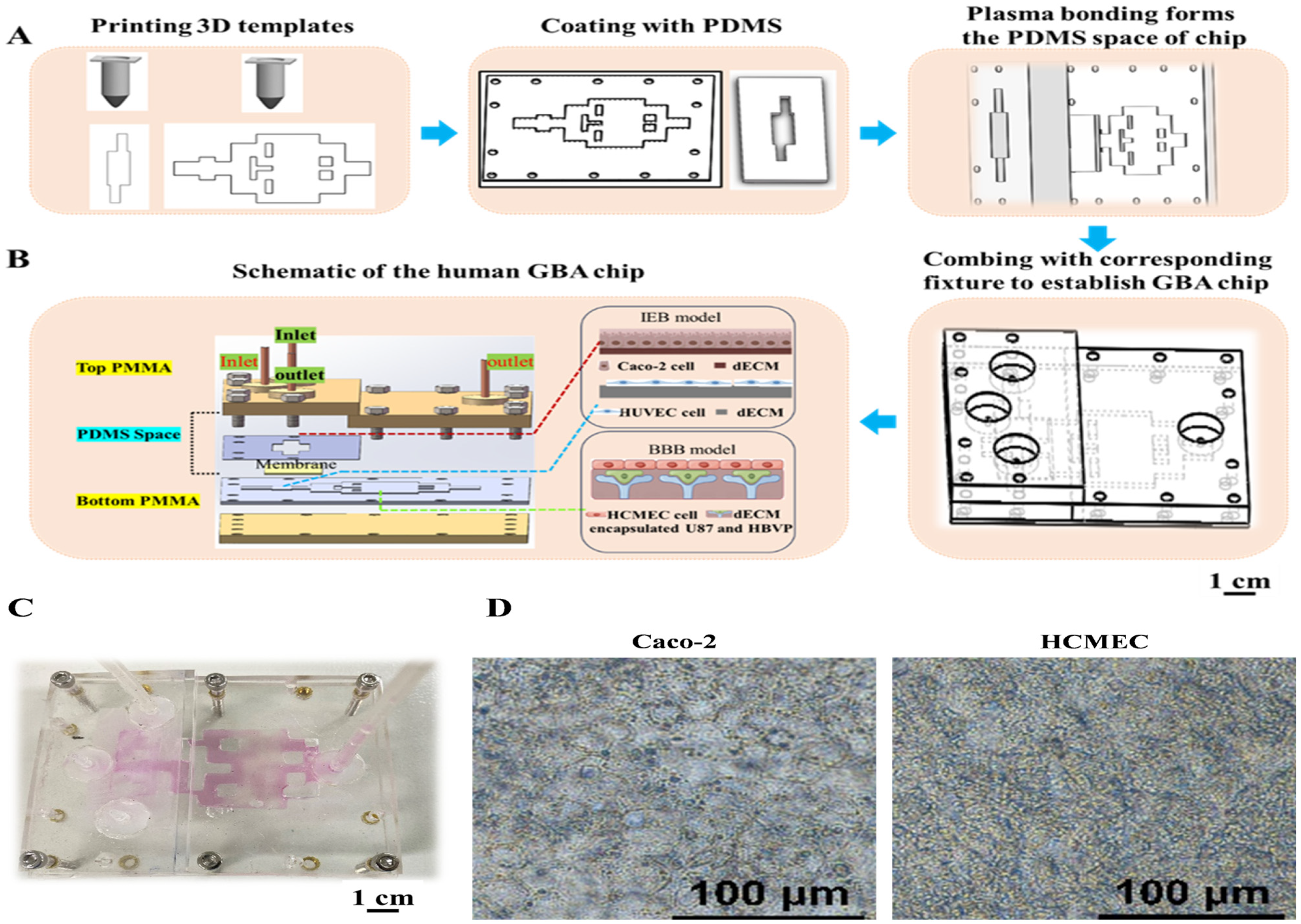Biosensors 16 00023 g001