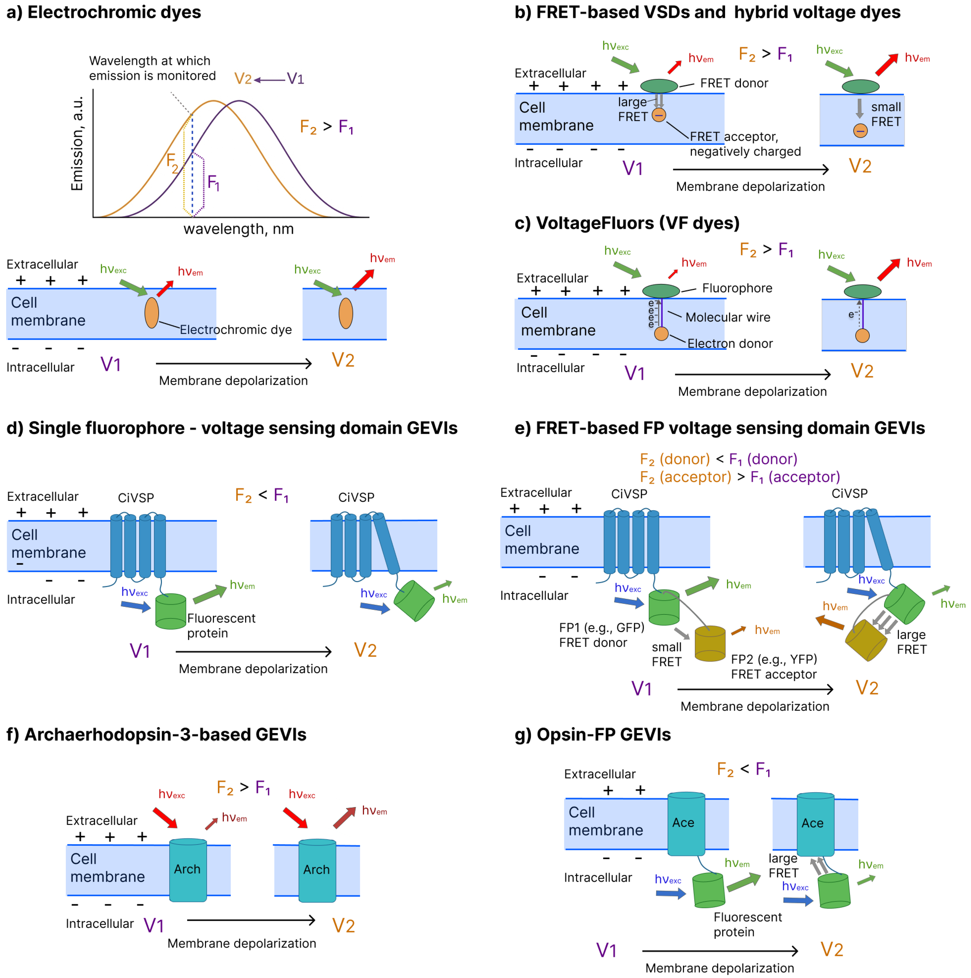 Biosensors 16 00031 g001