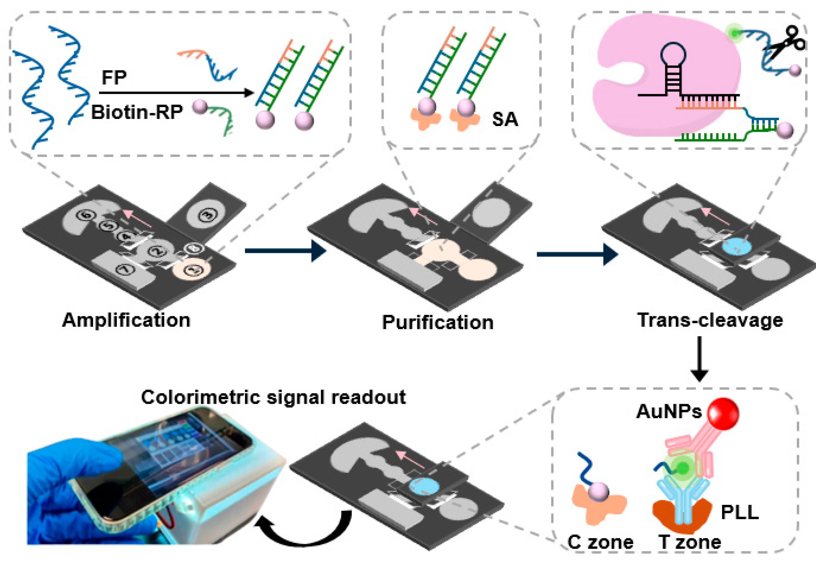 Biosensors 16 00032 g001 Biosensors 16 00032 g001