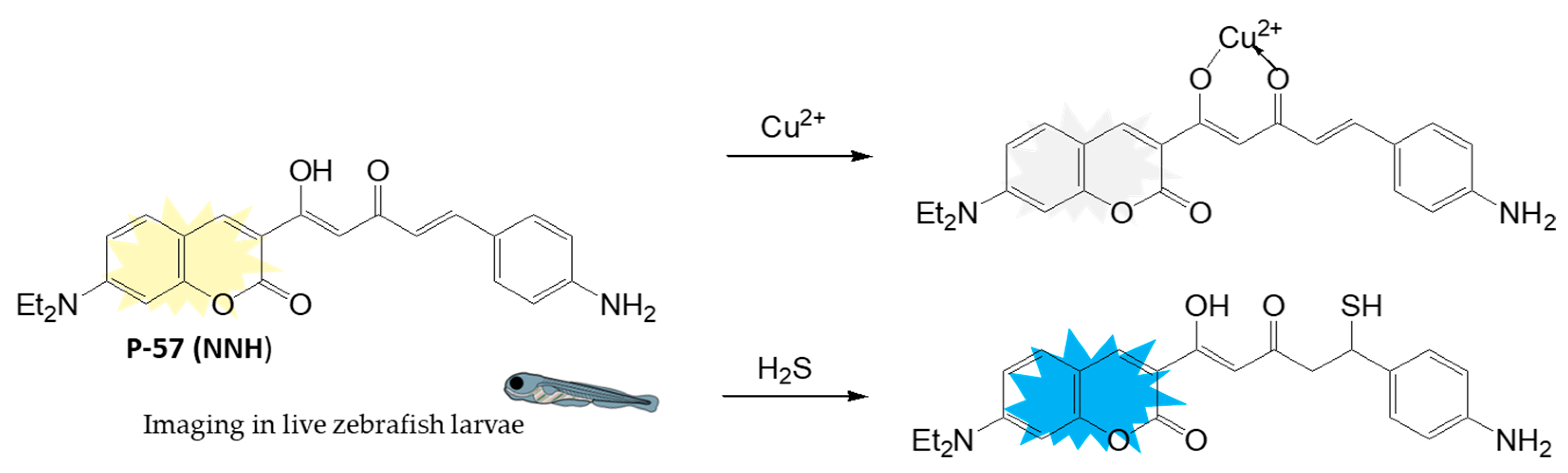 Biosensors 16 00036 sch031