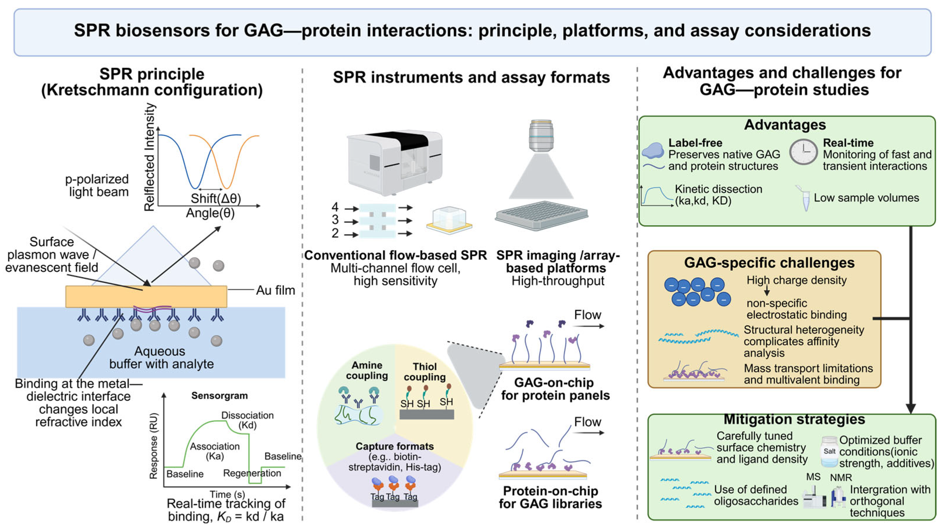 Spr Interaction Probing Glycosaminoglycan–Protein Interactions: Applications of Surface ...