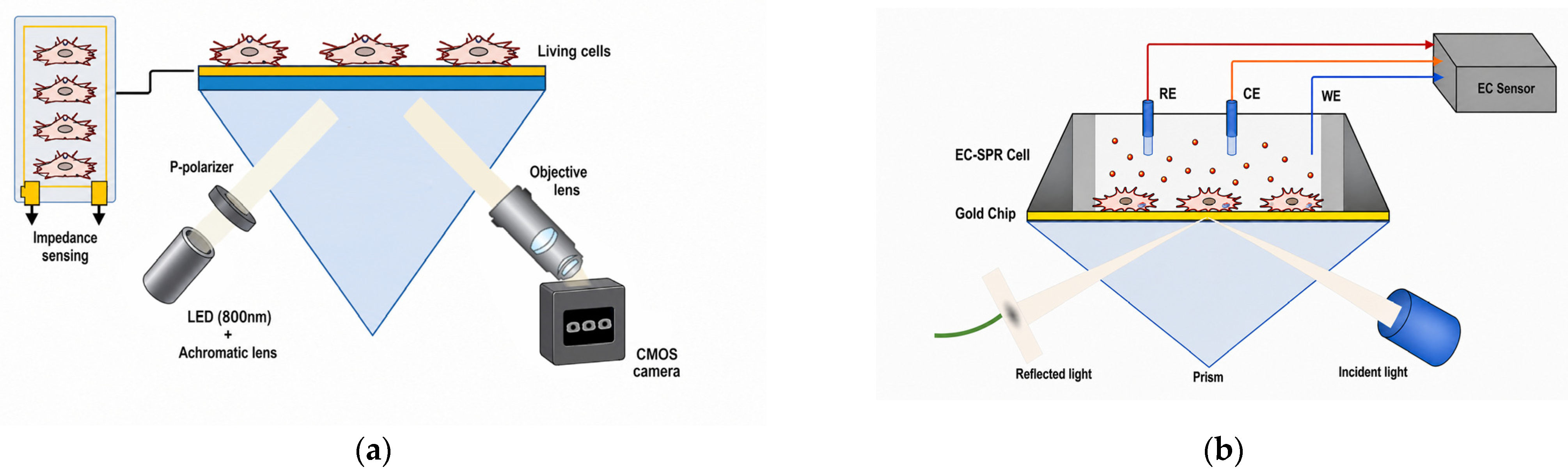 Biosensors 16 00332 g007
