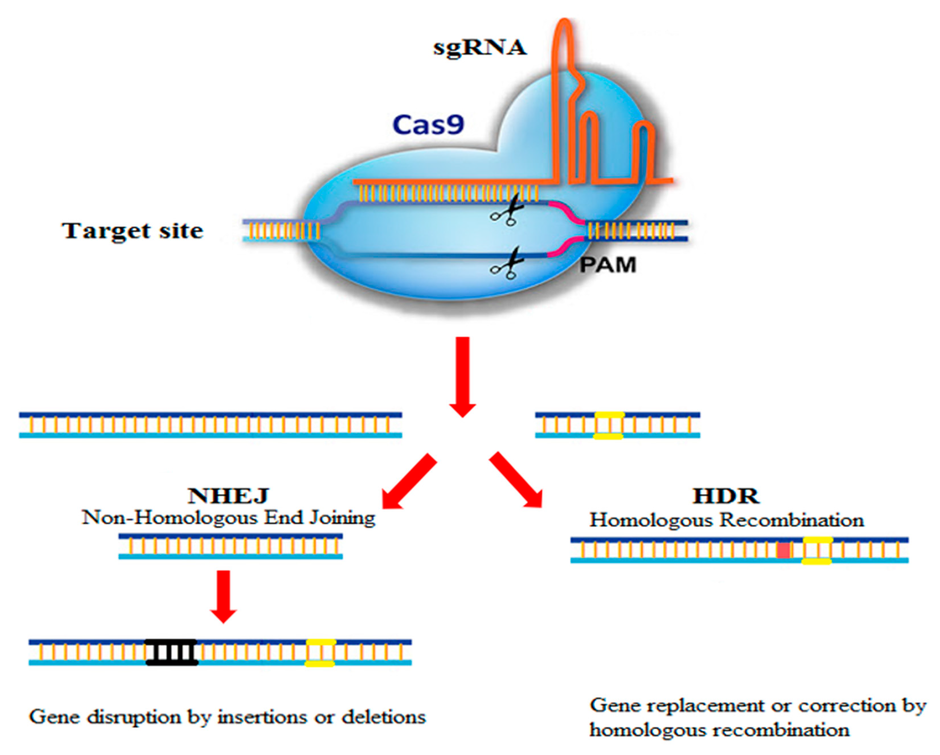 BioTech | Free Full-Text | Applications of CRISPR-Cas9 as an Advanced Genome Editing System in Life Sciences BioTech | Free Full-Text | Applications of CRISPR-Cas9 as an Advanced Genome Editing System in Life Sciences