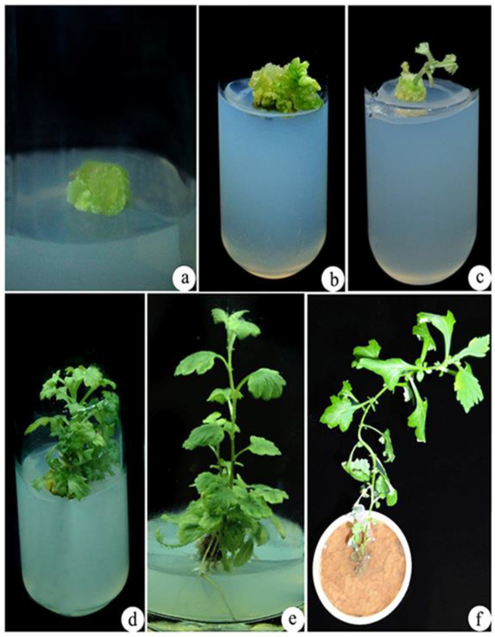 Biotech 10 00018 g002