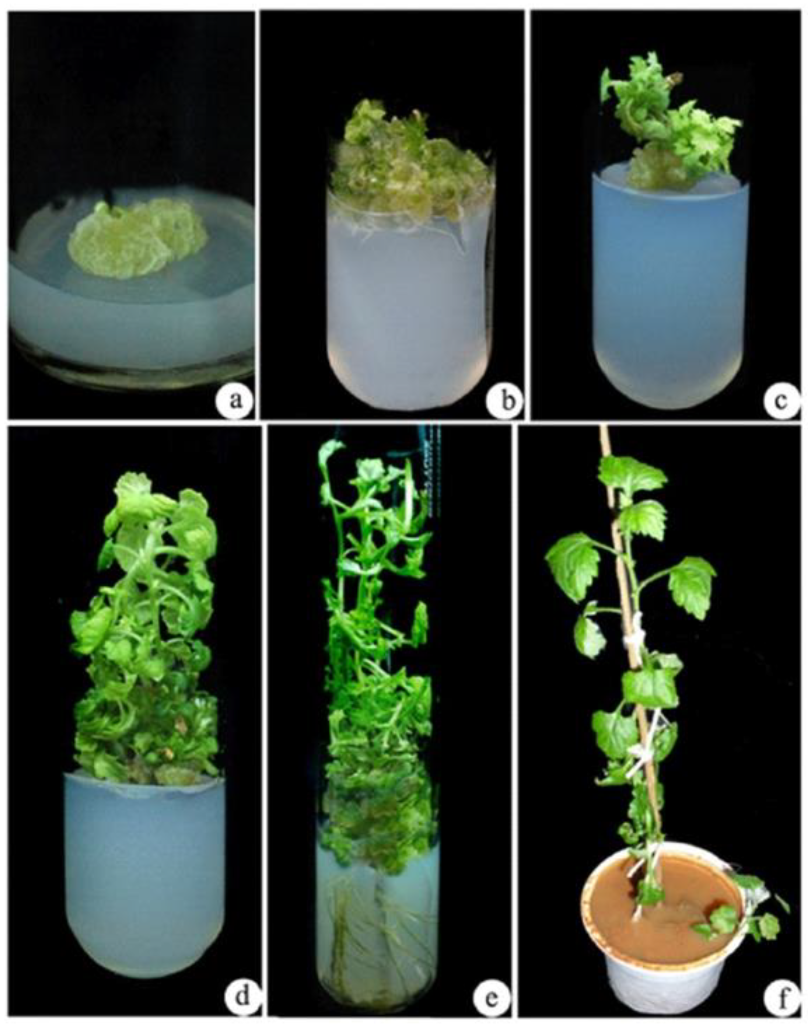 Biotech 10 00018 g003
