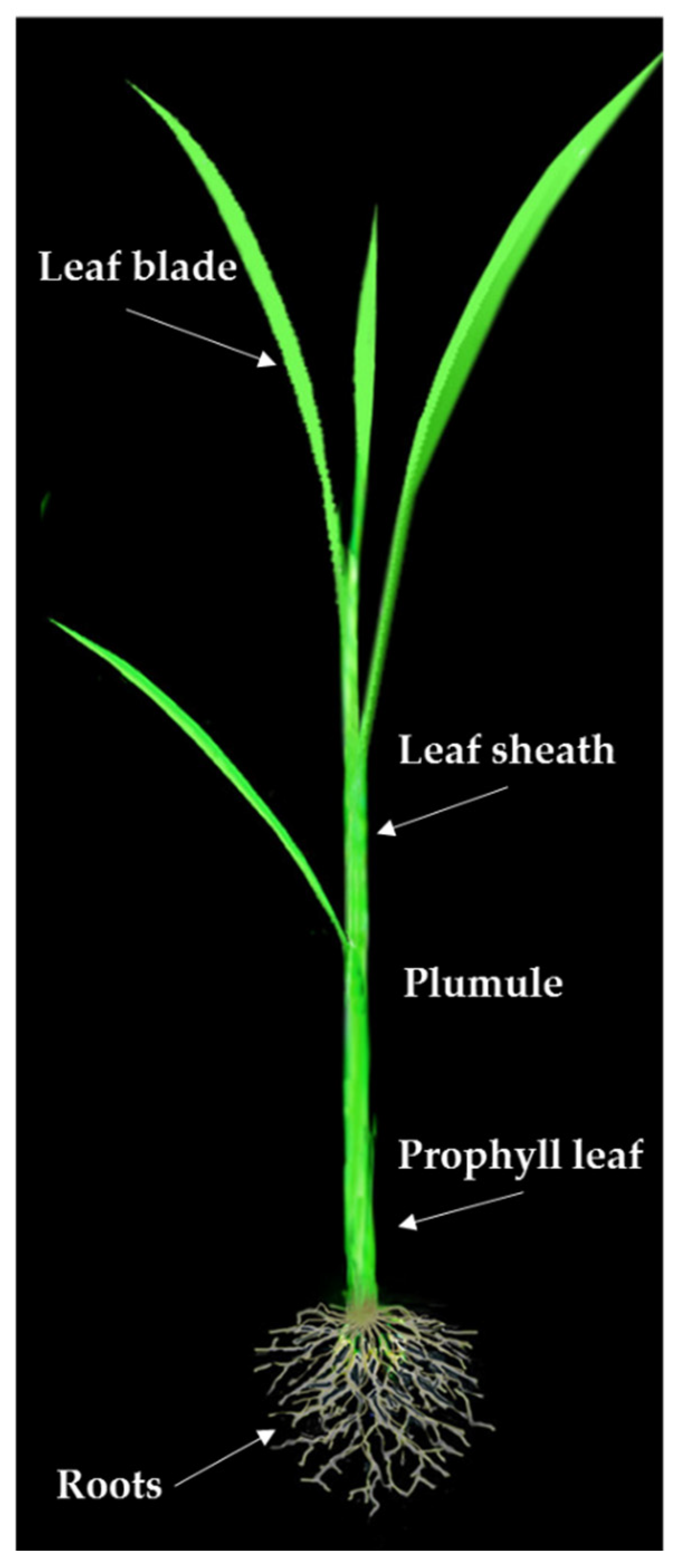 Biotech 10 00026 g001 Biotech 10 00026 g001