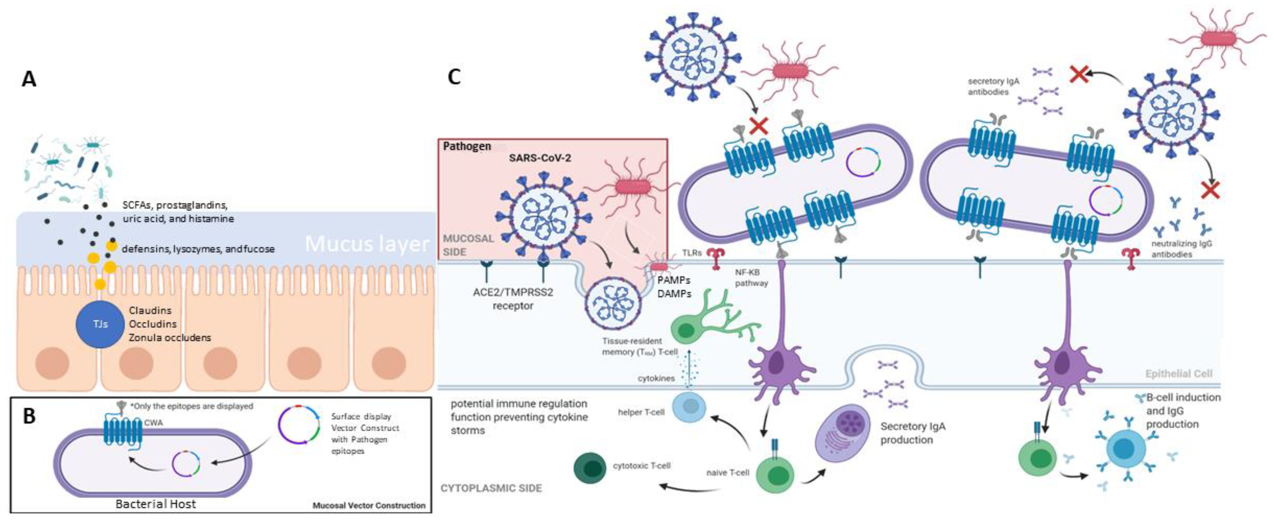 Biotech 11 00003 g001