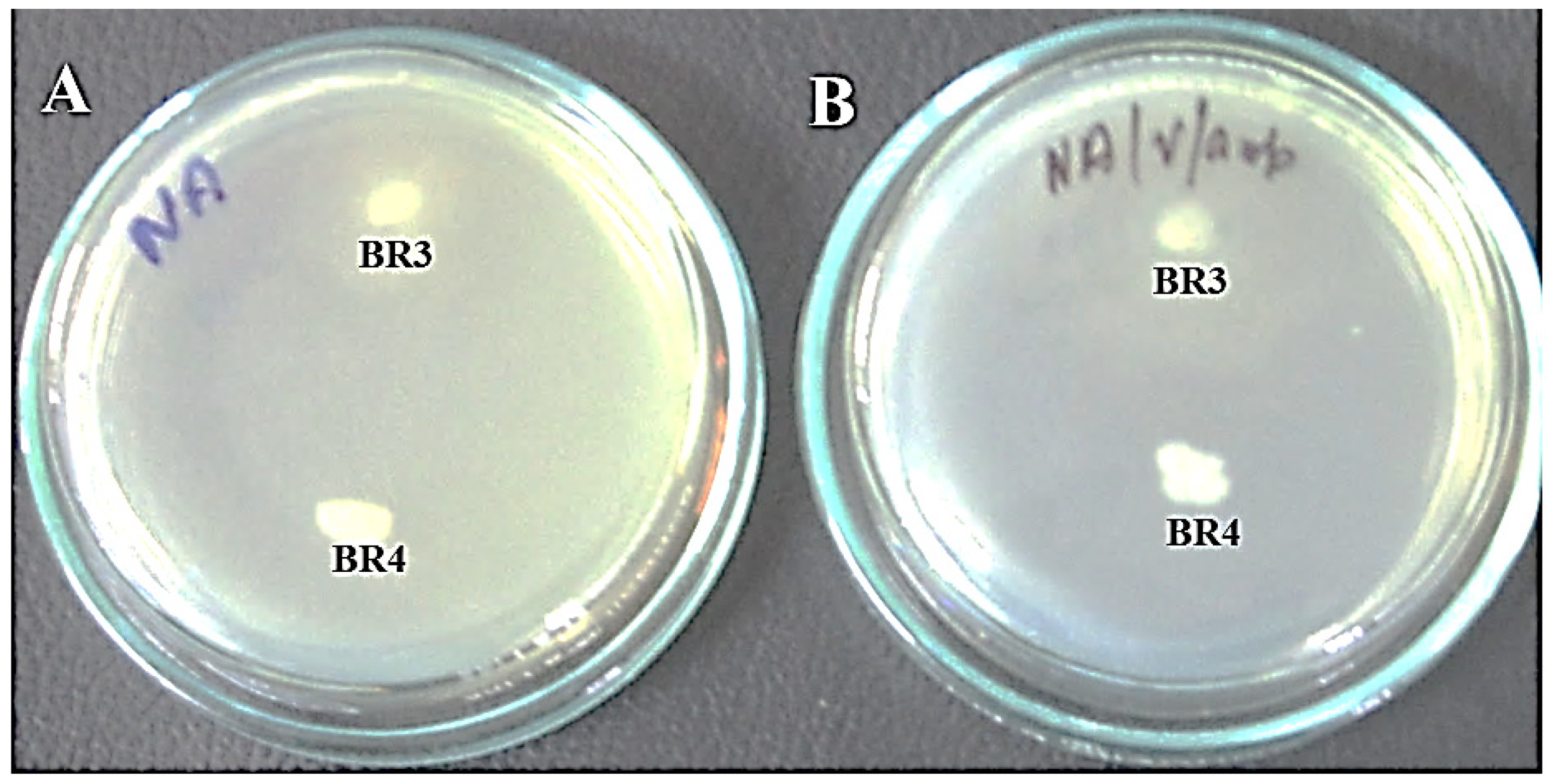 Biotech 11 00004 g002