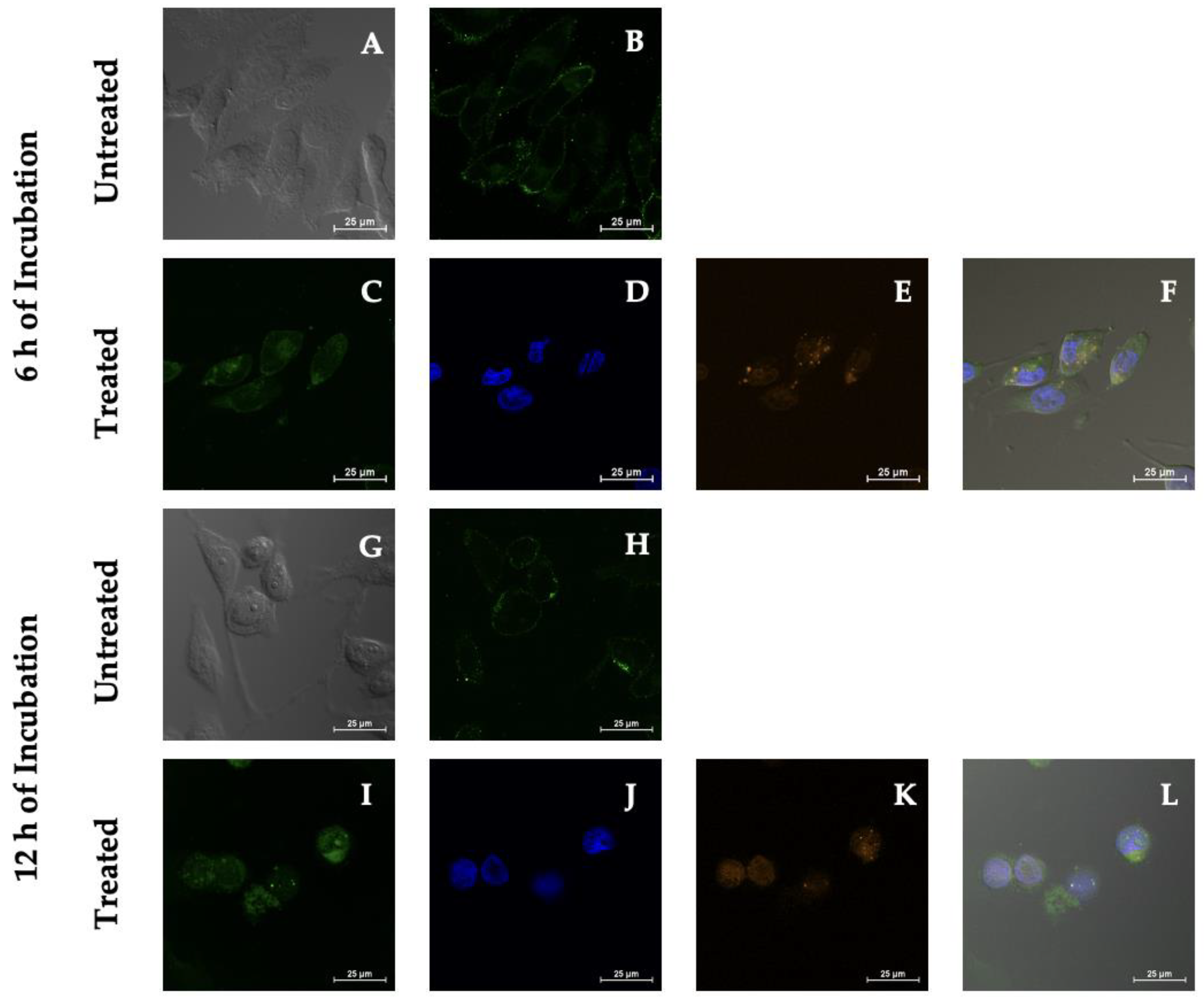 Biotech 11 00009 g005