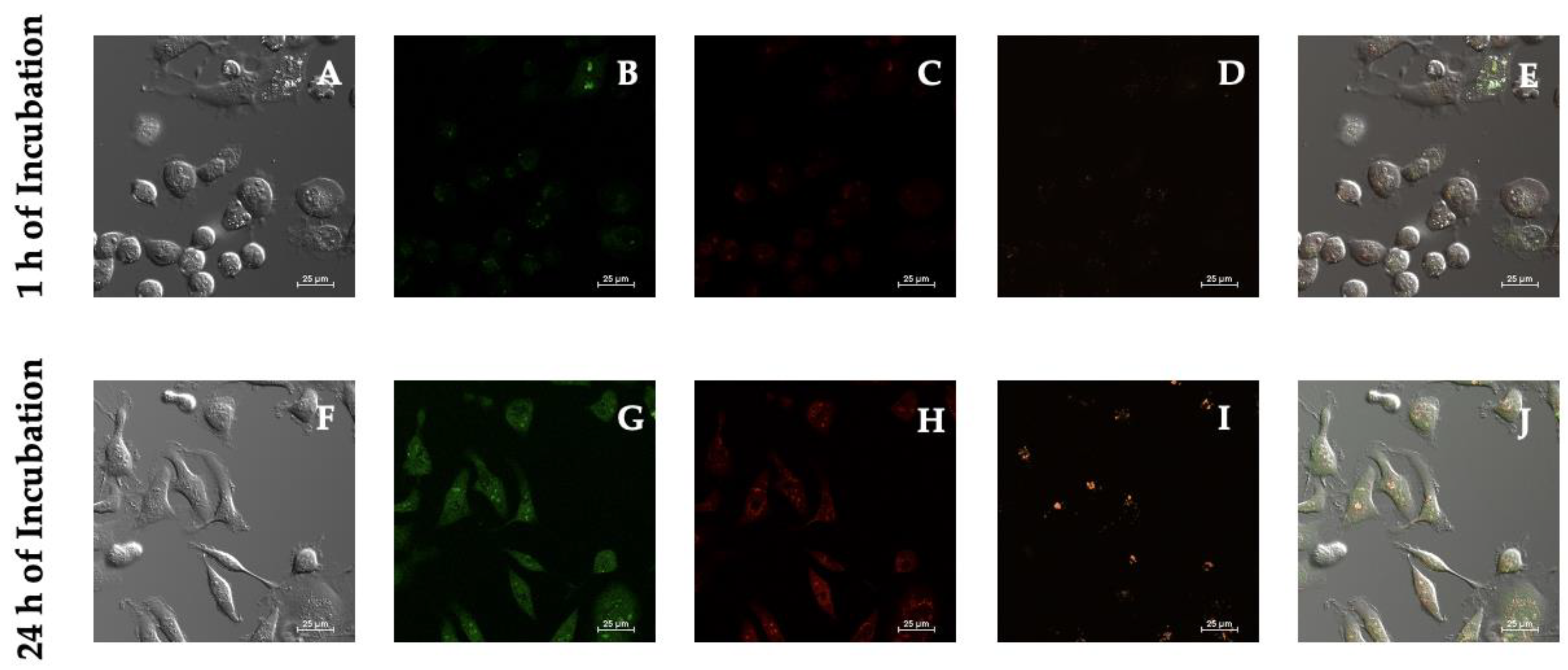 Biotech 11 00009 g006