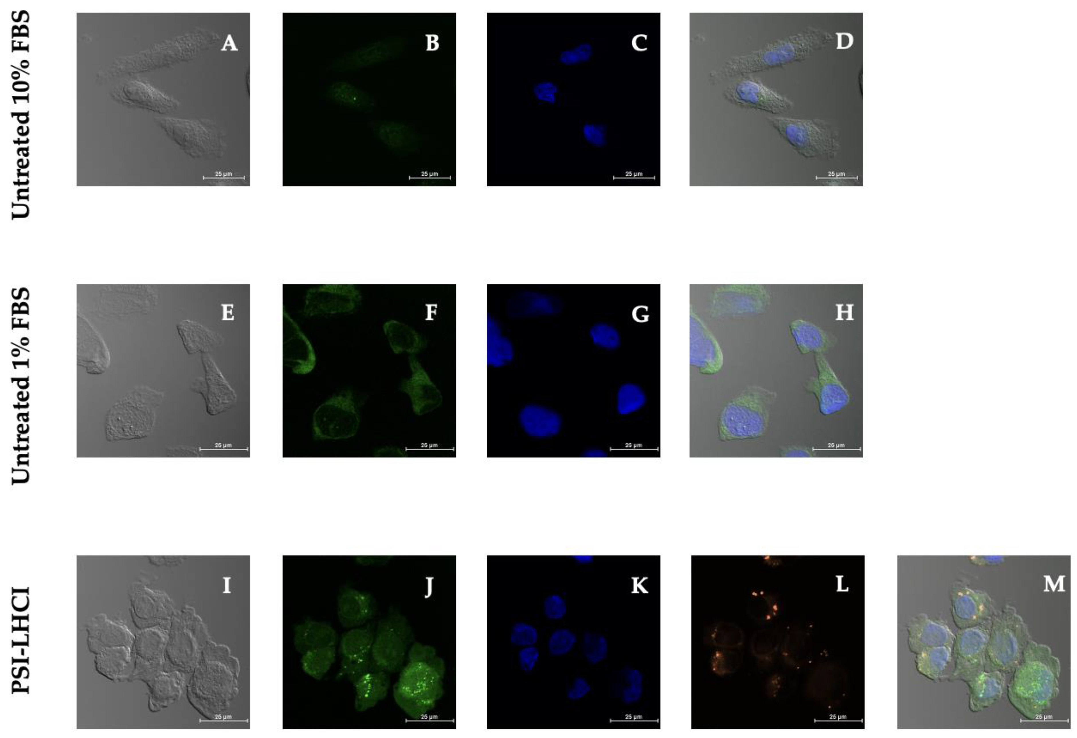 Biotech 11 00009 g008