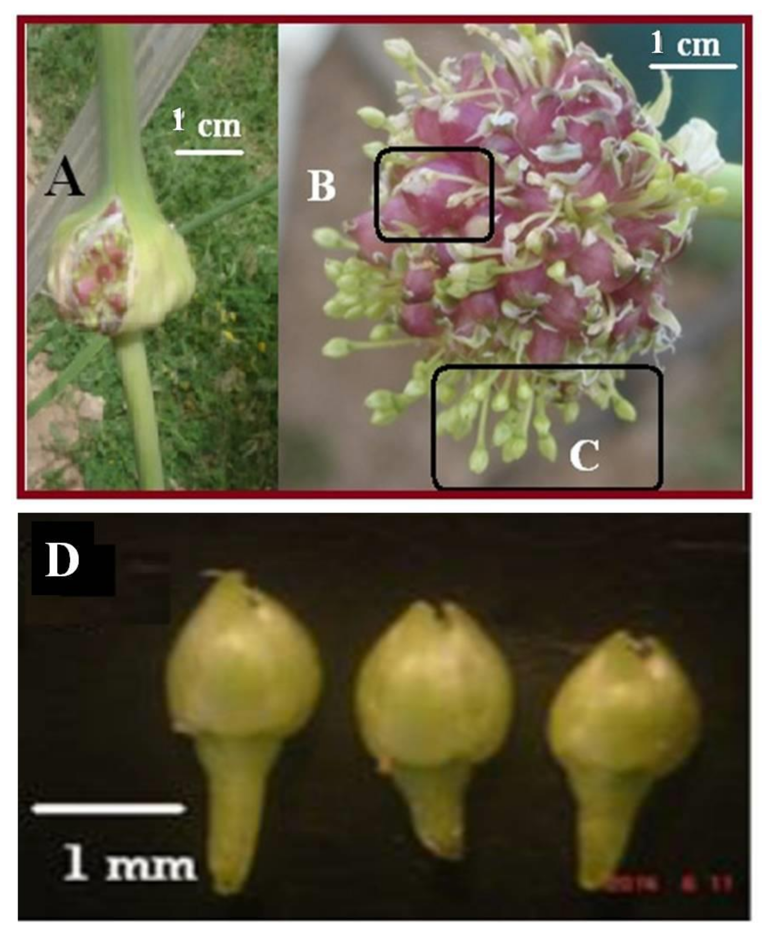 Biotech 11 00016 g002