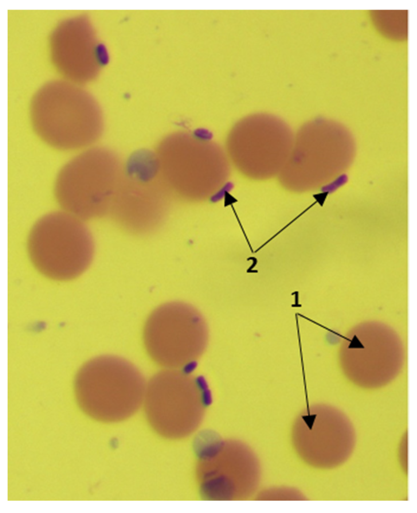 Biotech 11 00017 g002