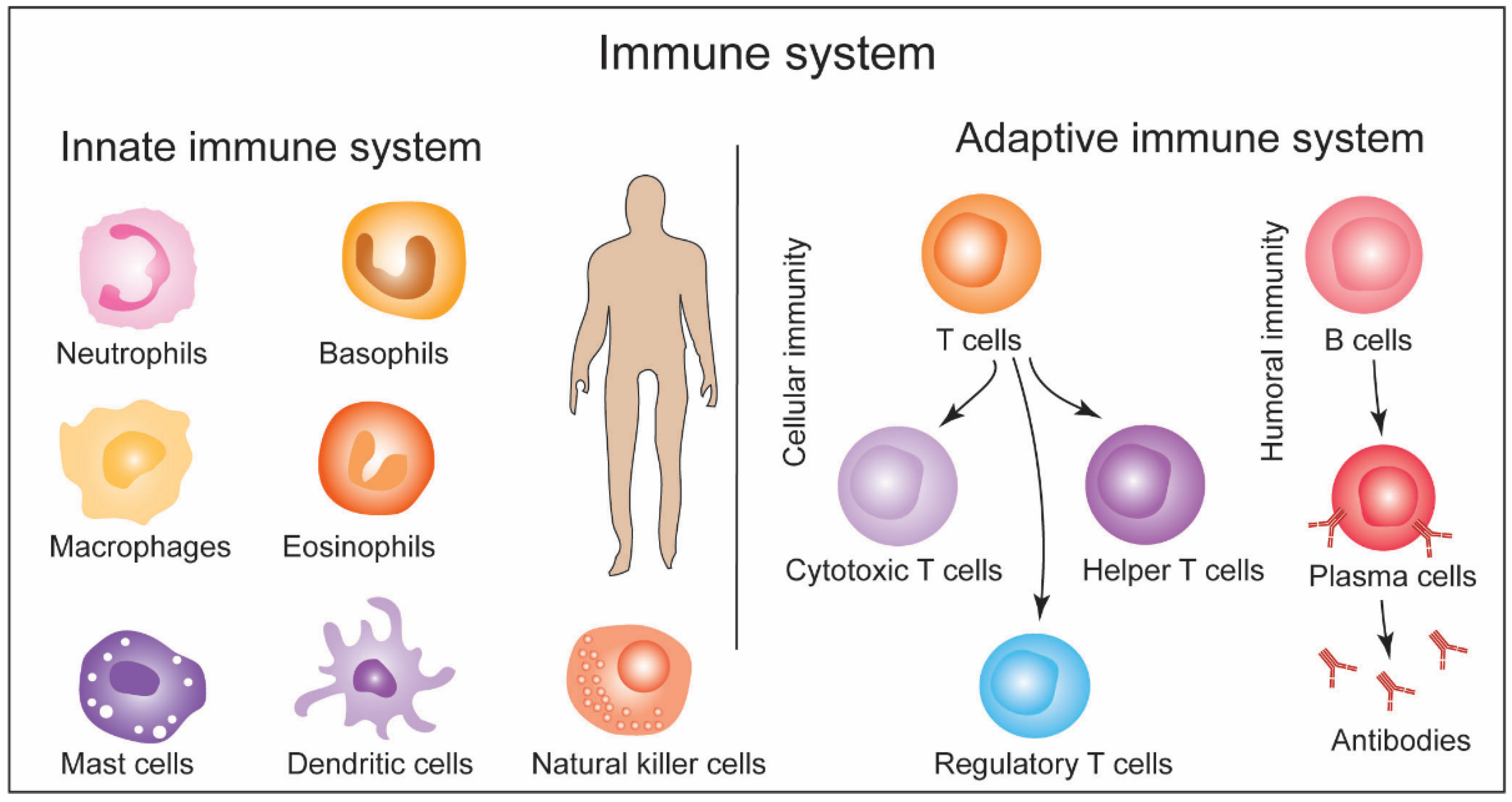 Biotech 11 00042 g002