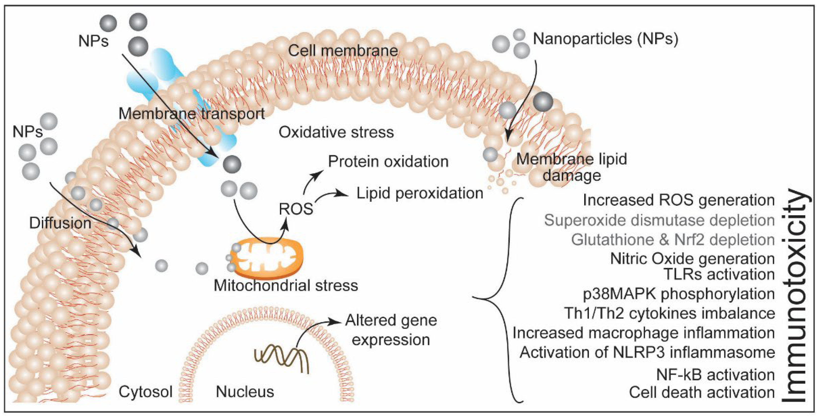 Biotech 11 00042 g005