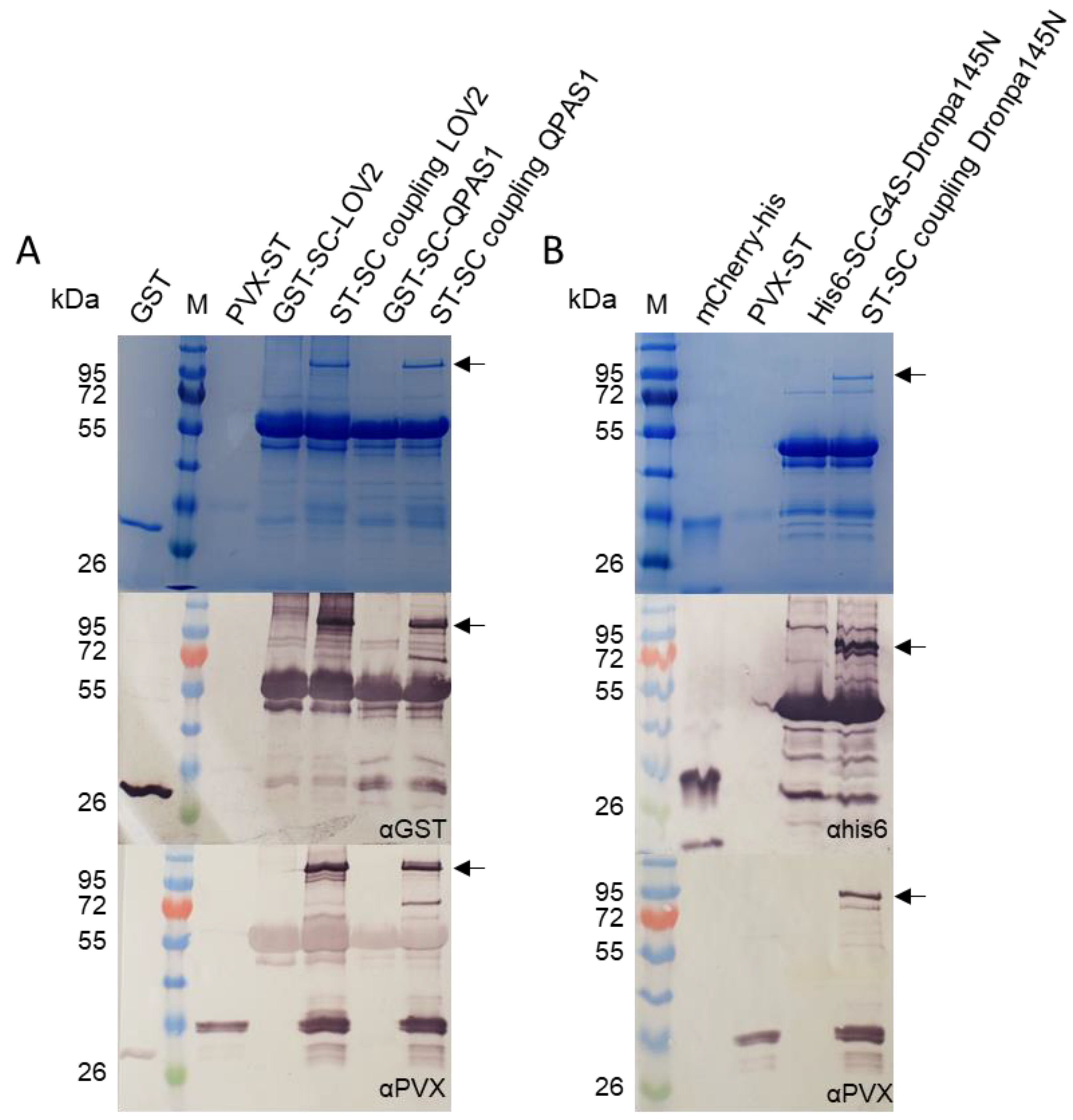 Biotech 11 00049 g002
