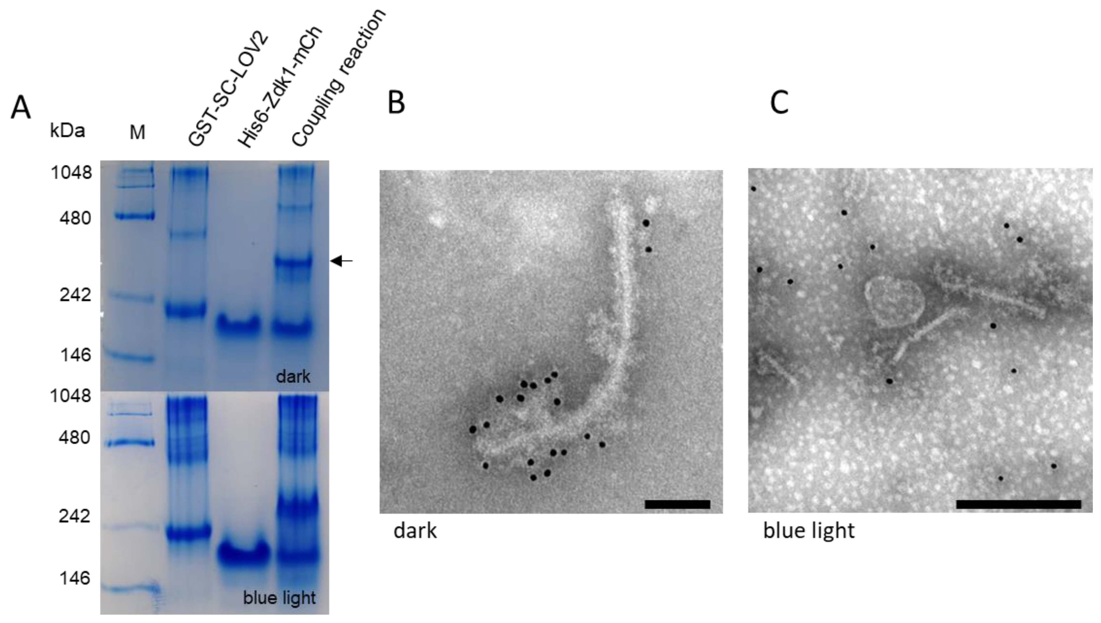 Biotech 11 00049 g003