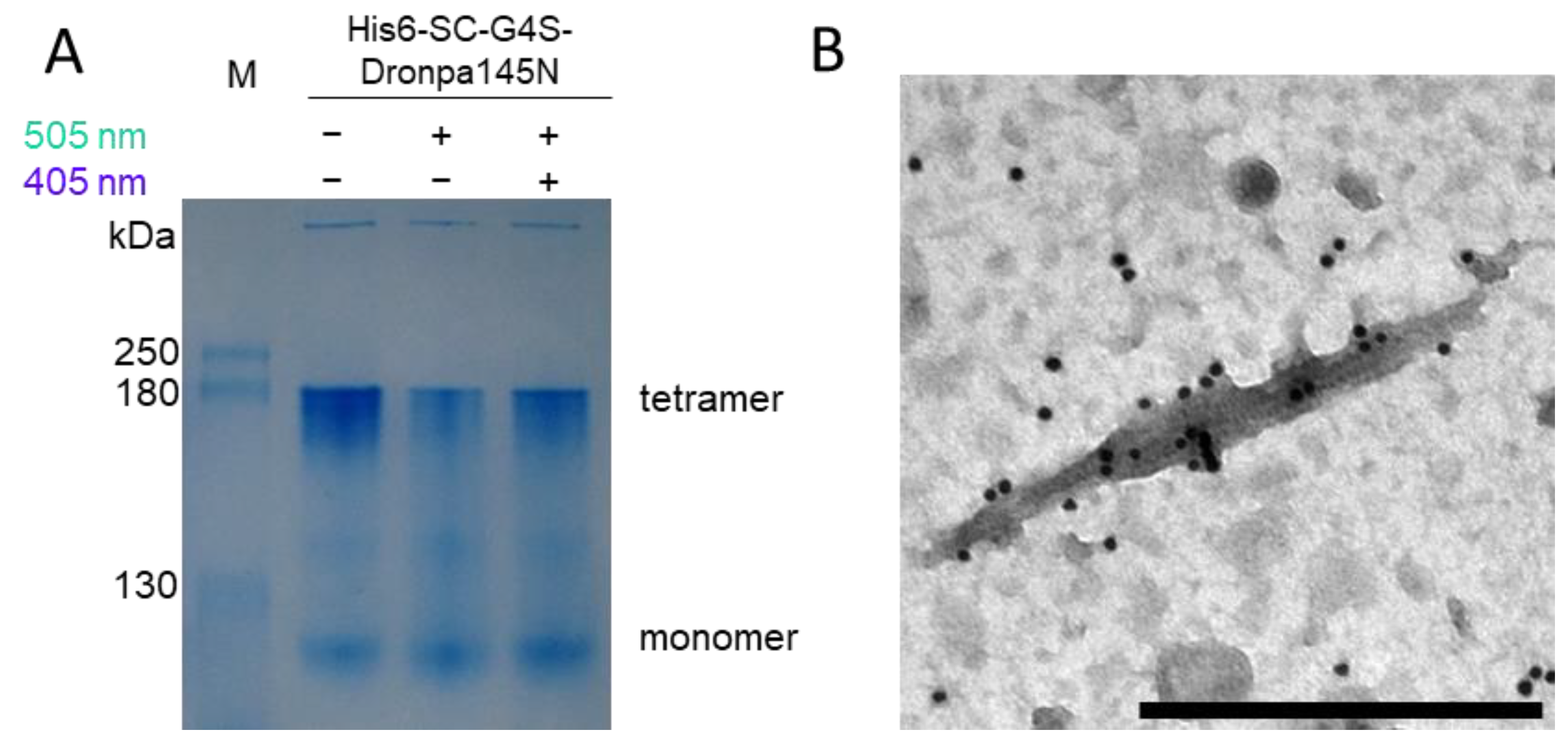 Biotech 11 00049 g005
