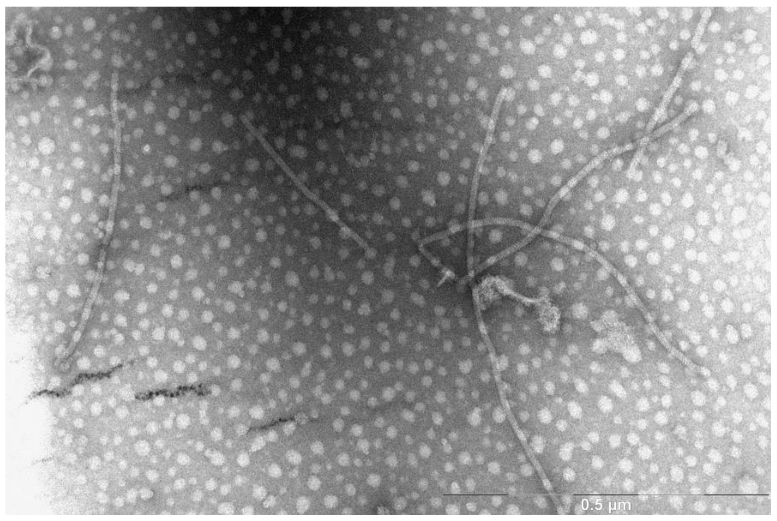 Biotech 11 00052 g001 Biotech 11 00052 g001