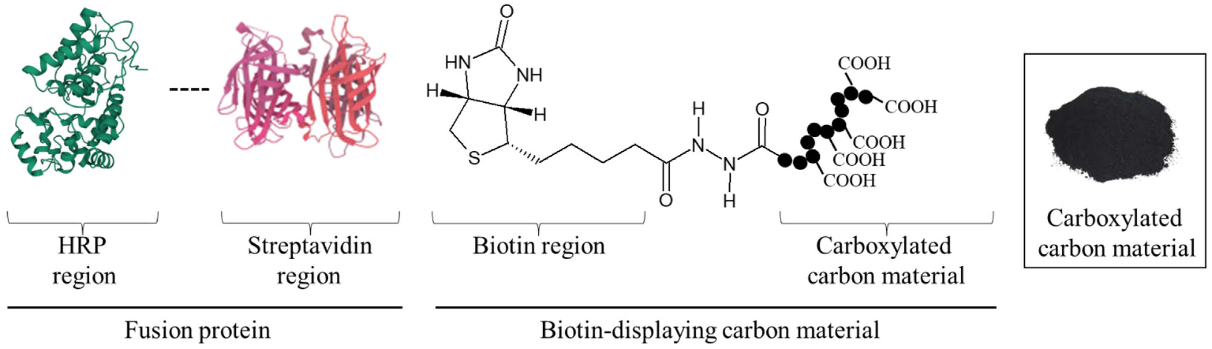 Biotech 12 00002 g001 Biotech 12 00002 g001