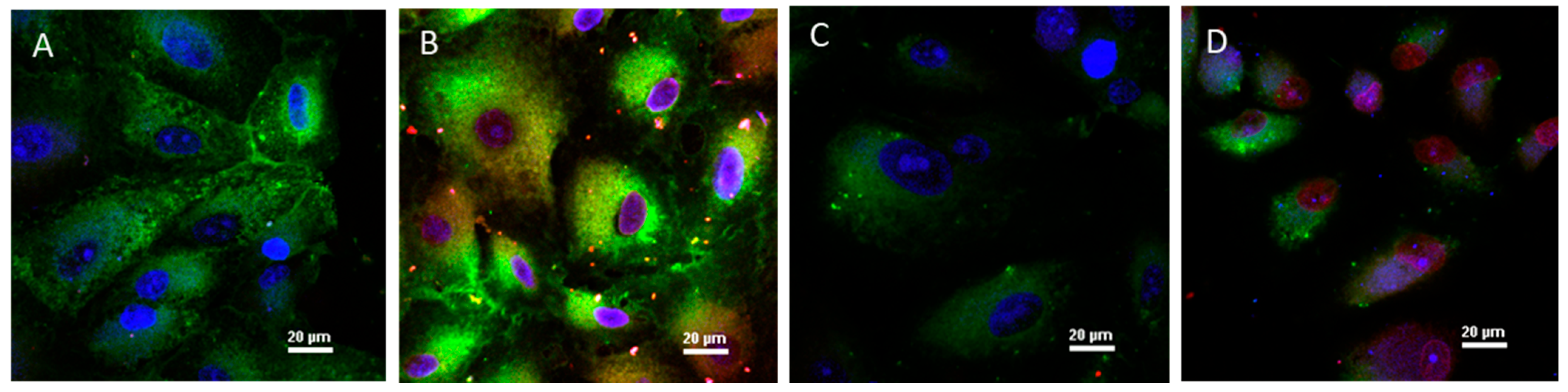 Biotech 12 00013 g007 Biotech 12 00013 g007