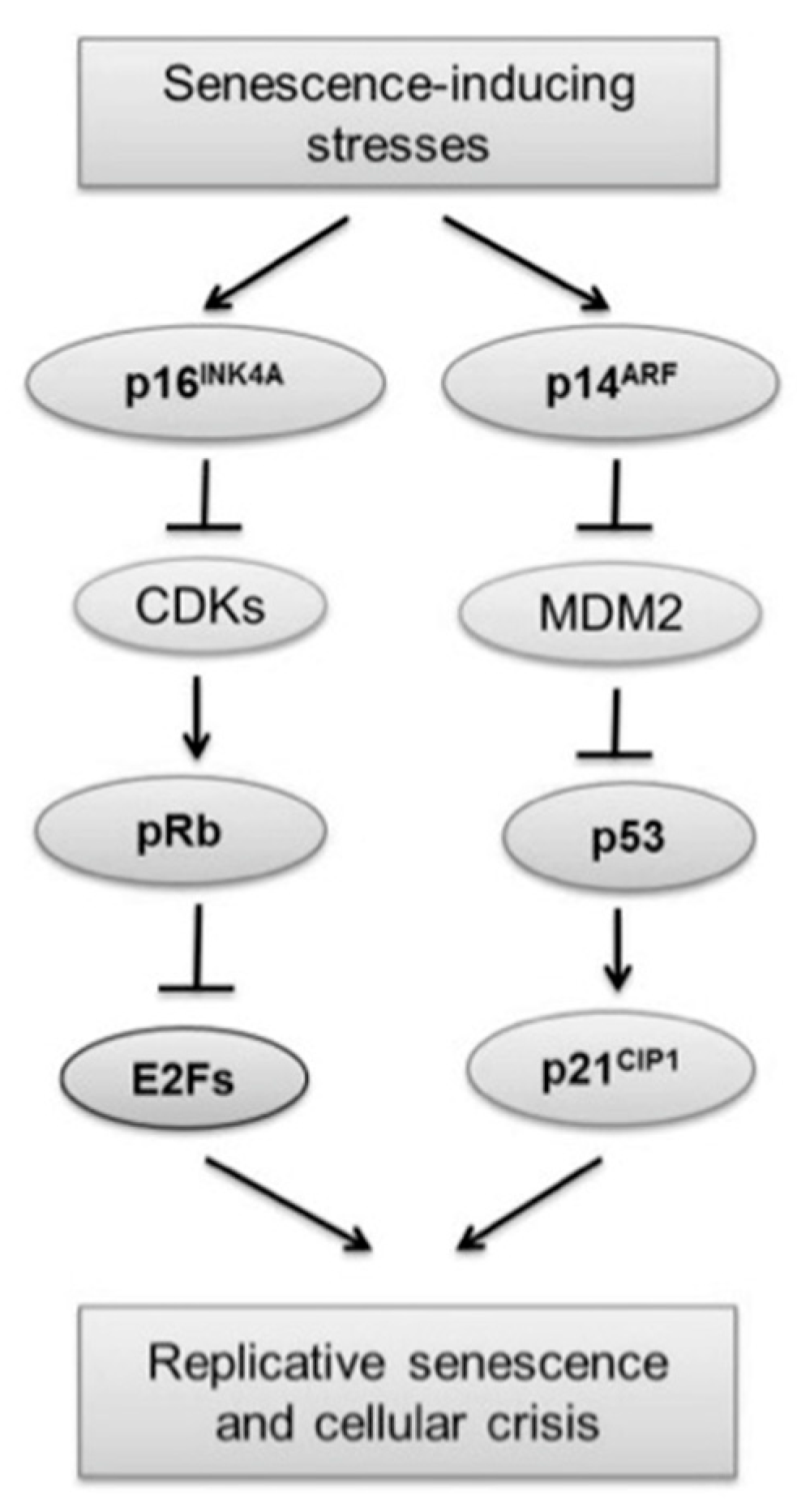 Biotech 12 00014 g004 Biotech 12 00014 g004