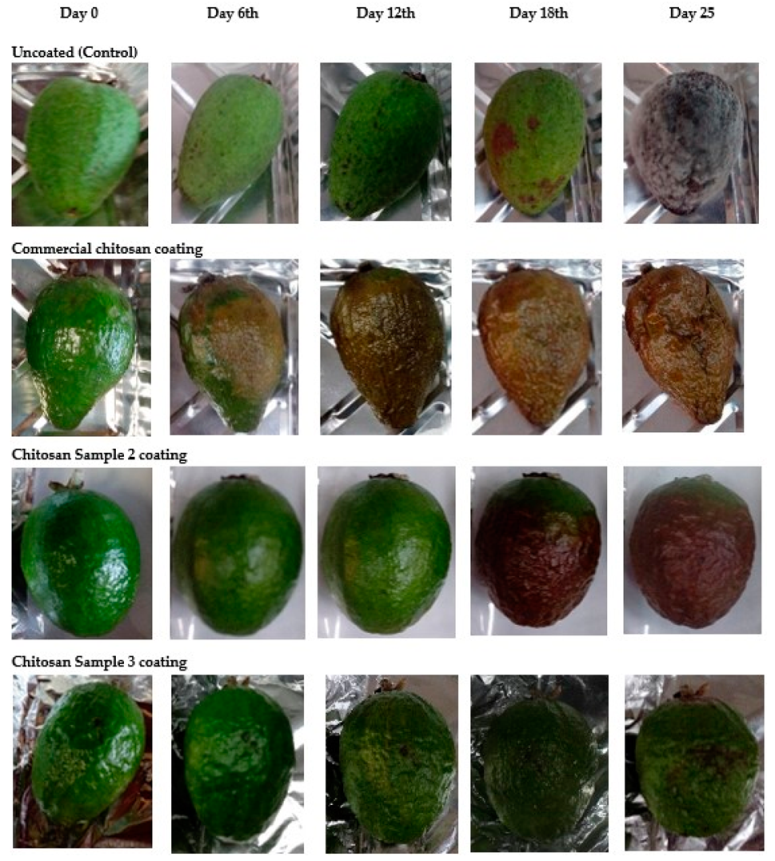 BioTech Free FullText Development and Evaluation of ChitosanBased