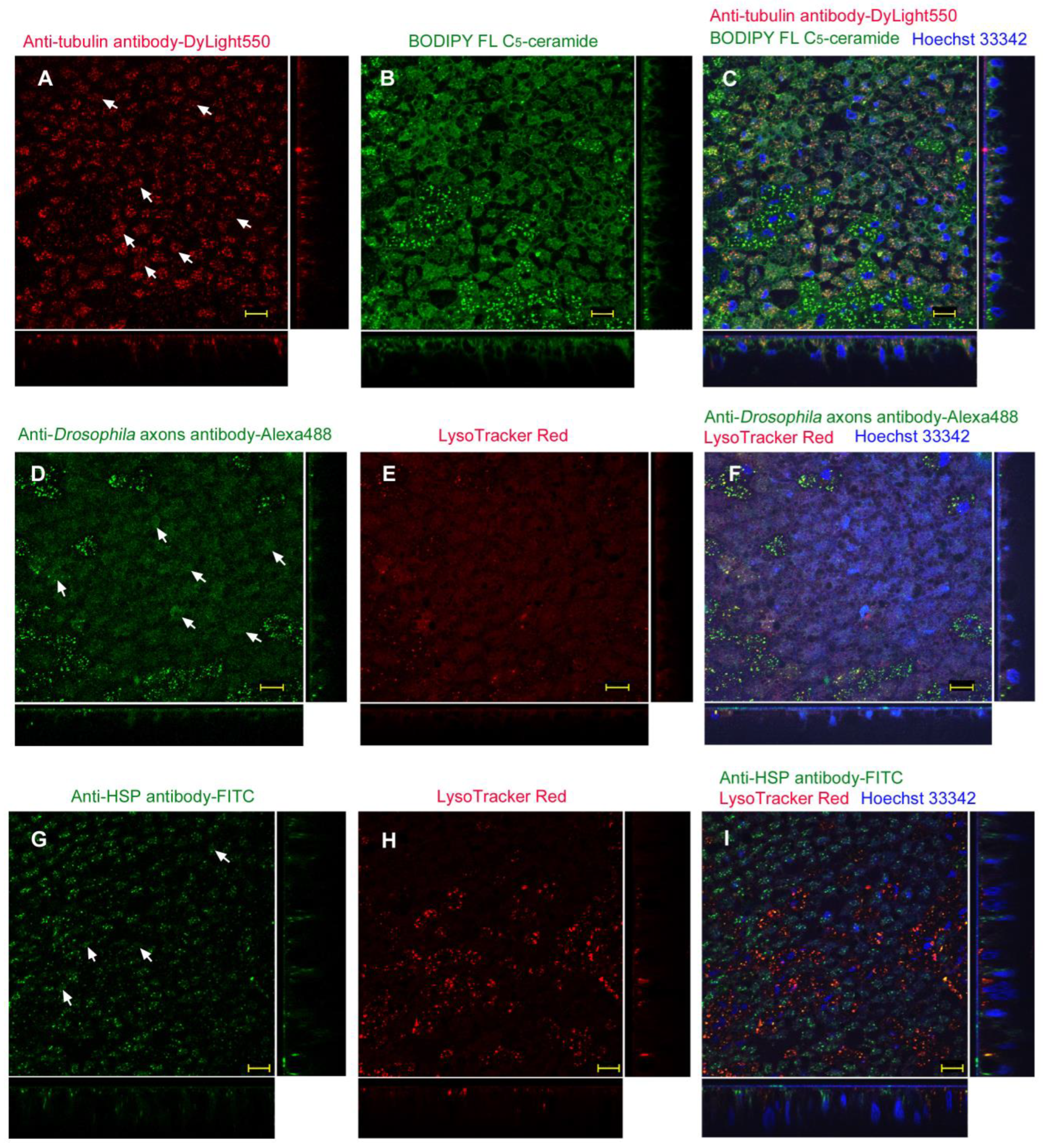 Biotech 12 00028 g010