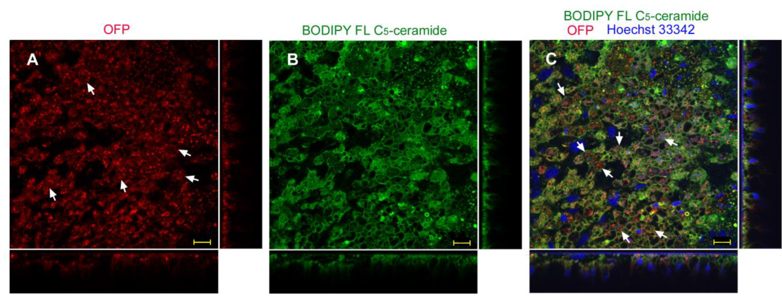 Biotech 12 00028 g011