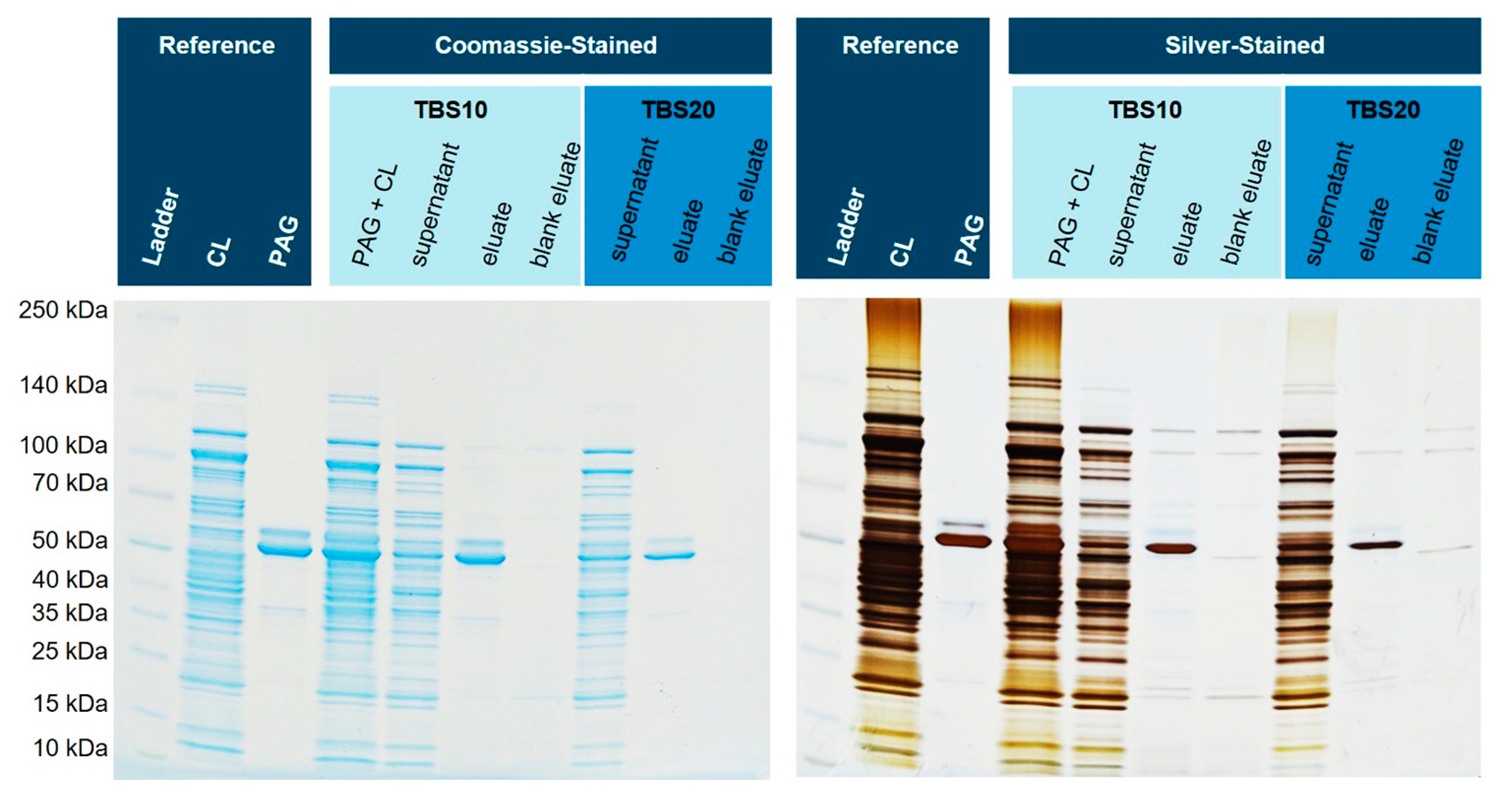 Biotech 12 00031 g007 Biotech 12 00031 g007