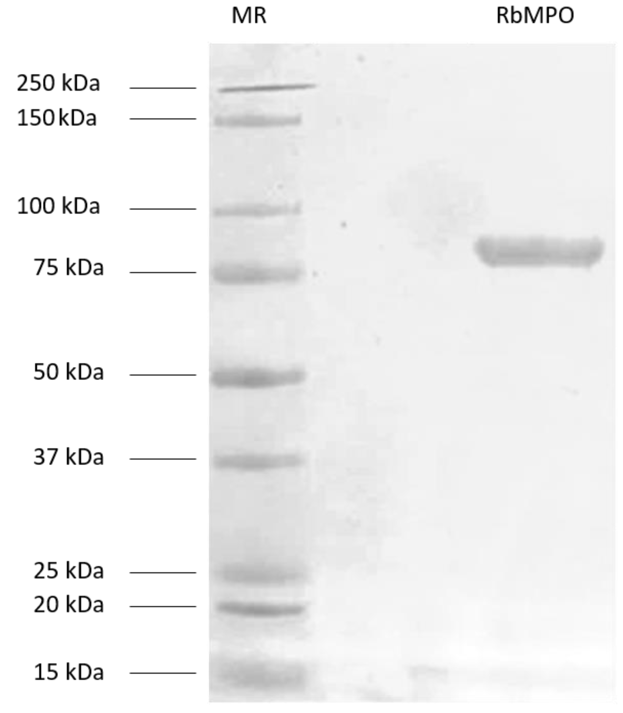 Biotech 12 00033 g002 Biotech 12 00033 g002