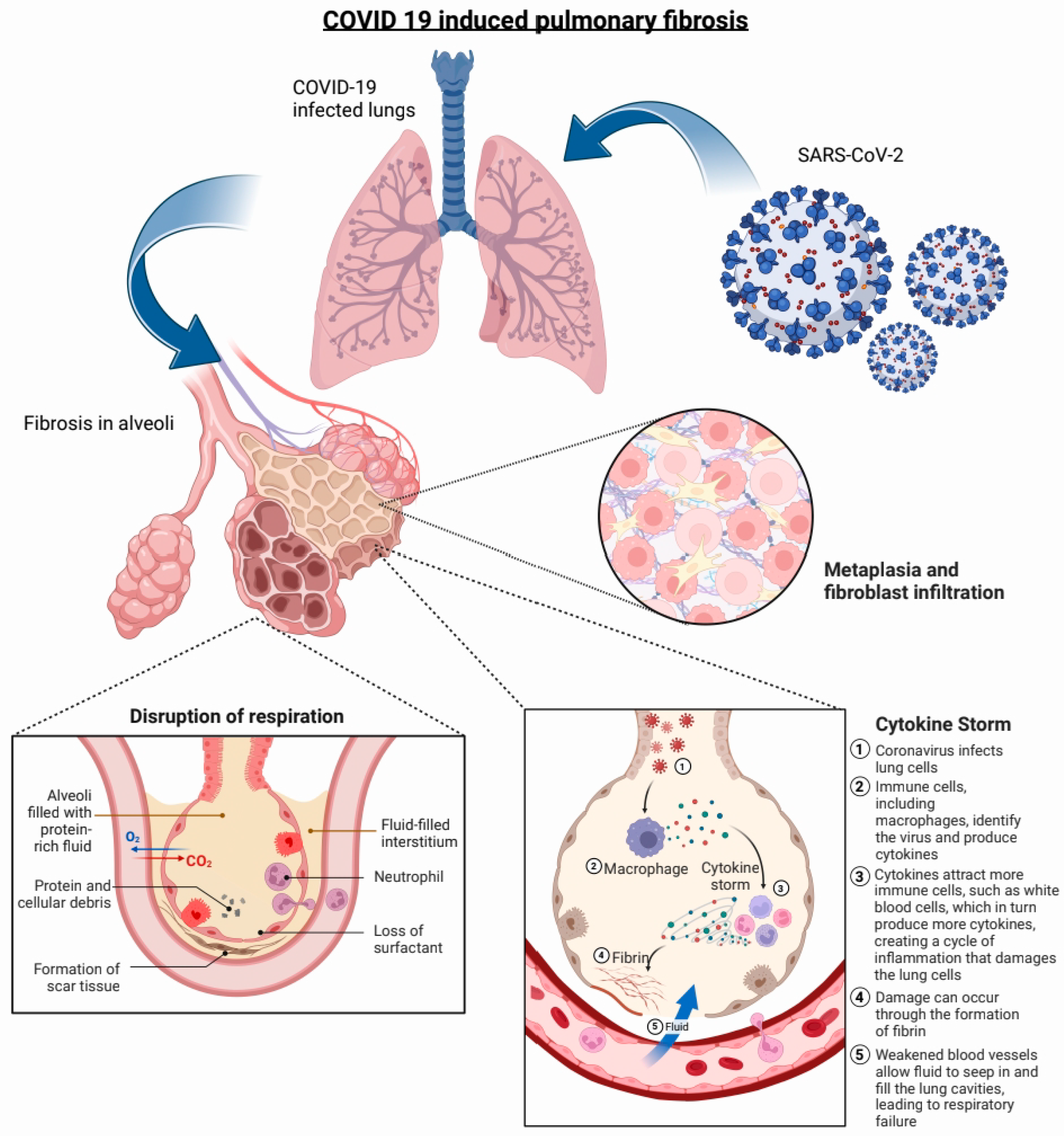 Biotech 12 00034 g001