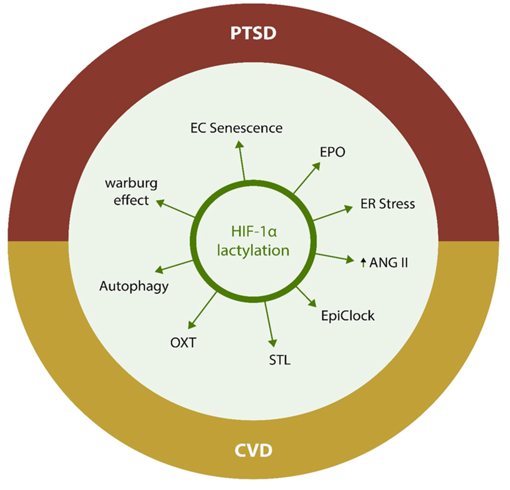 Recent Developments in Protein Lactylation in PTSD and CVD: Novel  Strategies and Targets