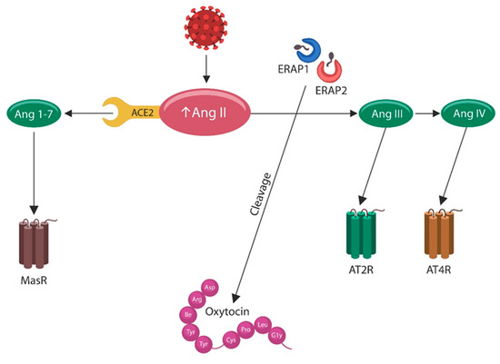 Recent Developments in Protein Lactylation in PTSD and CVD