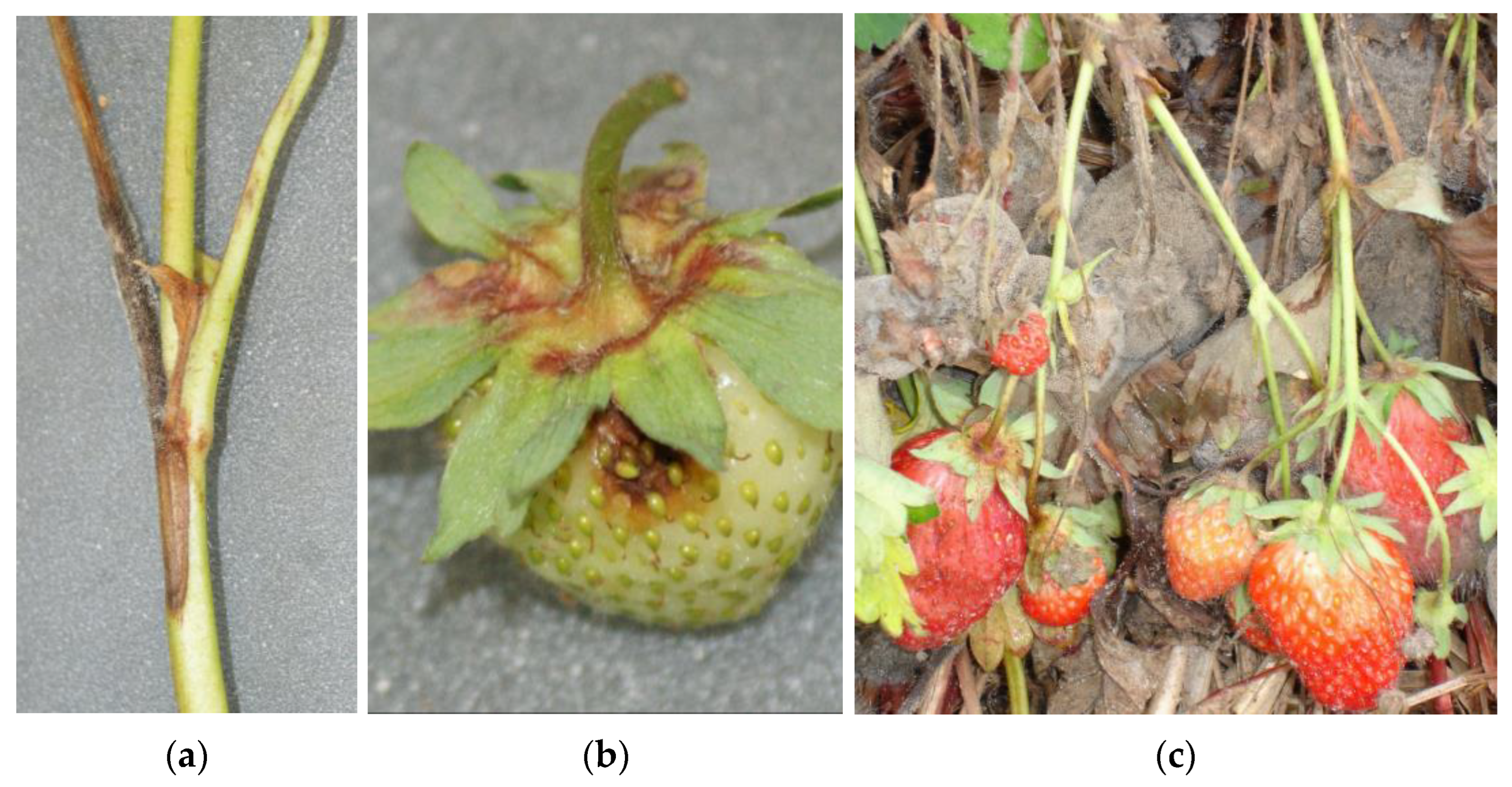 Biotech 12 00064 g001