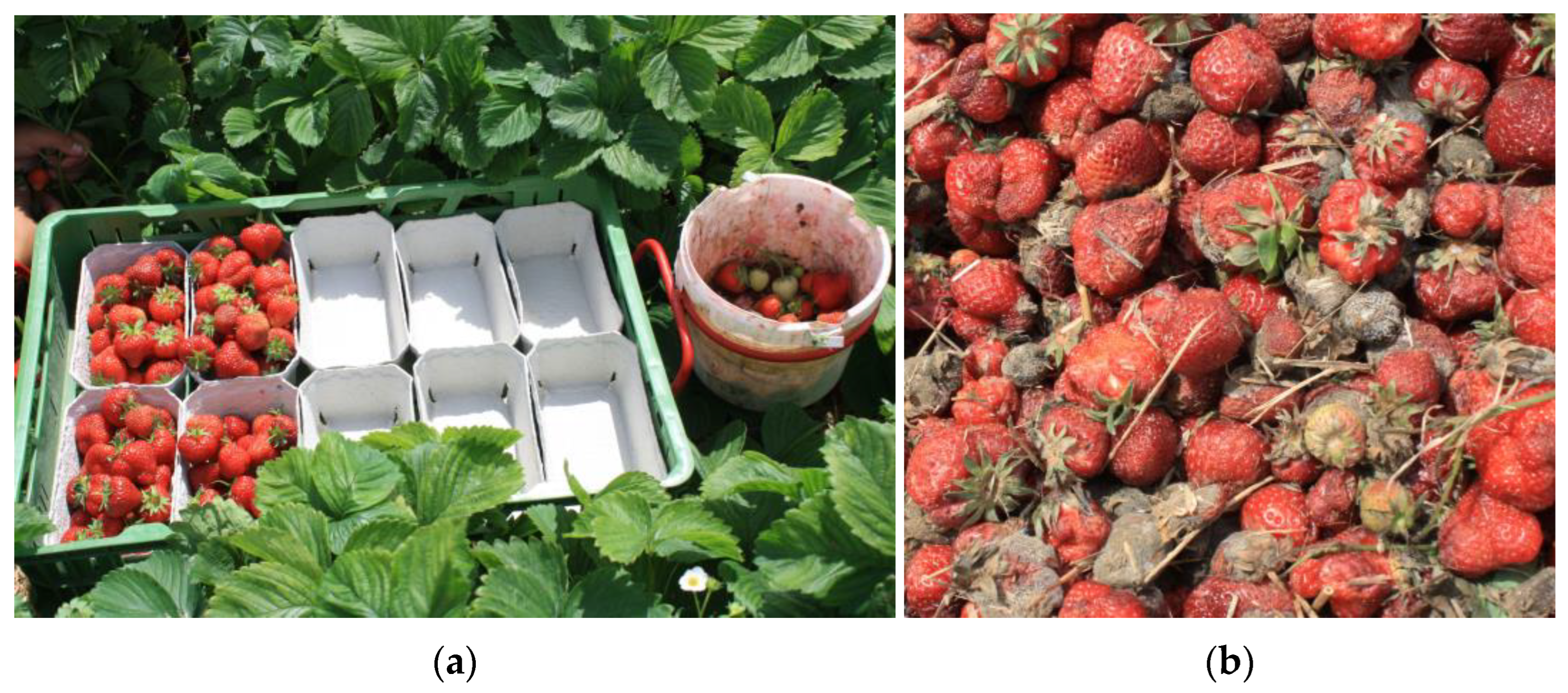 Biotech 12 00064 g011