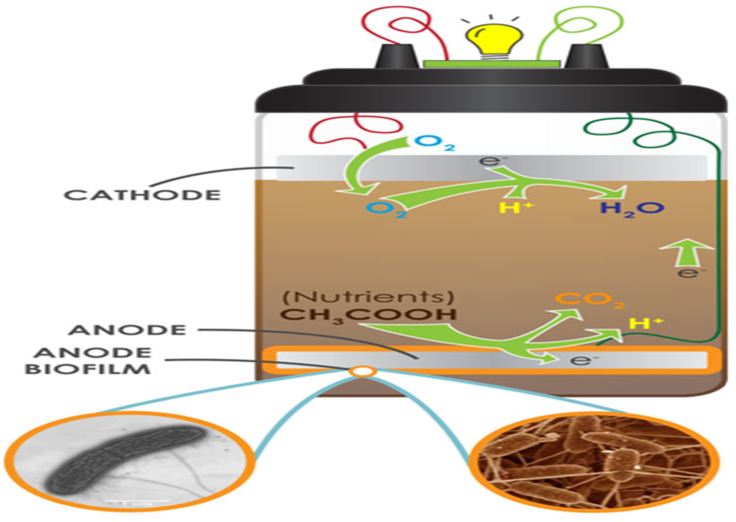 Biotech 12 00065 g001