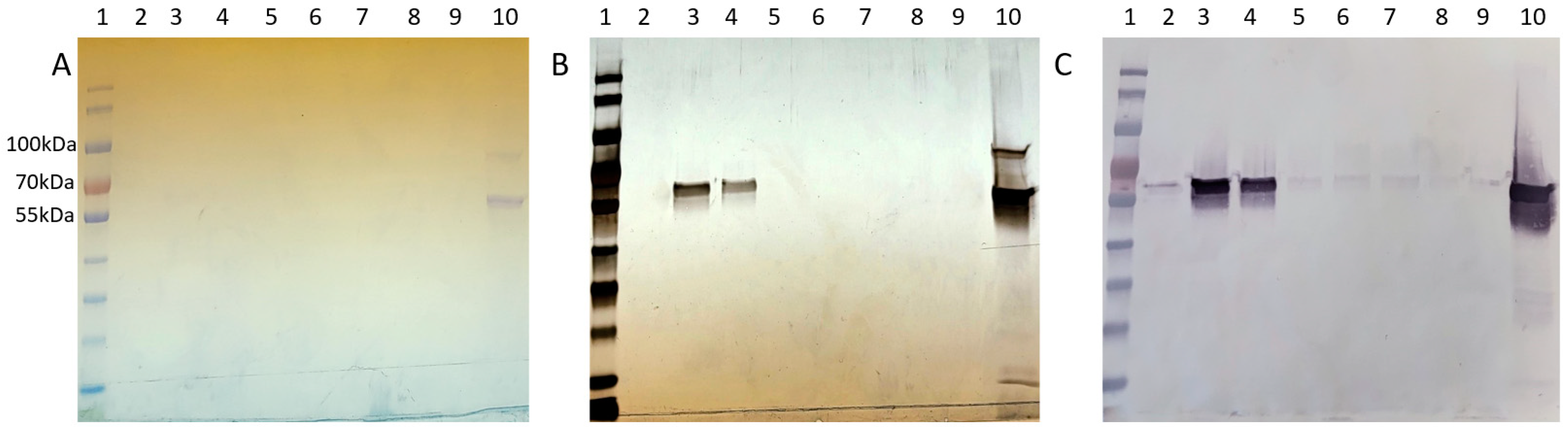 Biotech 13 00004 g006