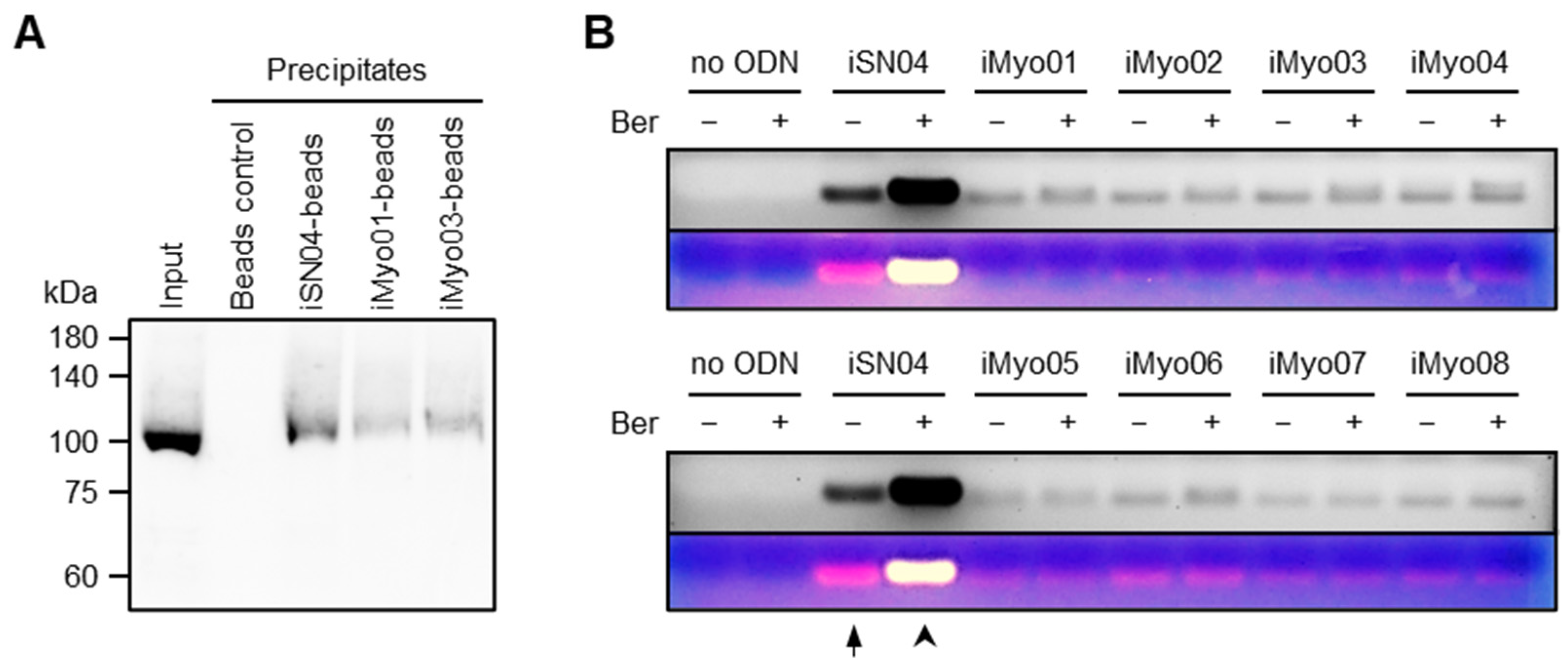 Biotech 13 00011 g003 Biotech 13 00011 g003