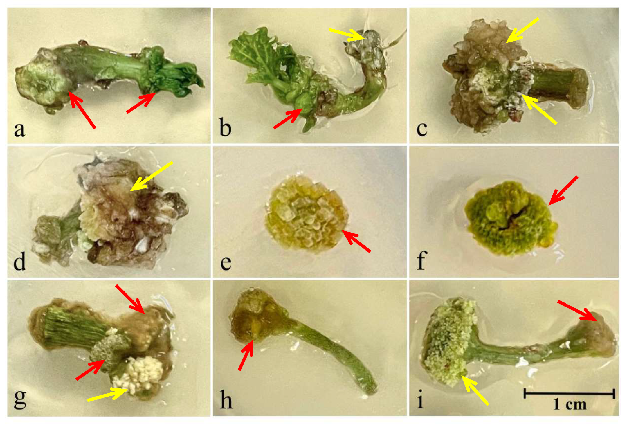 Biotech 13 00025 g001