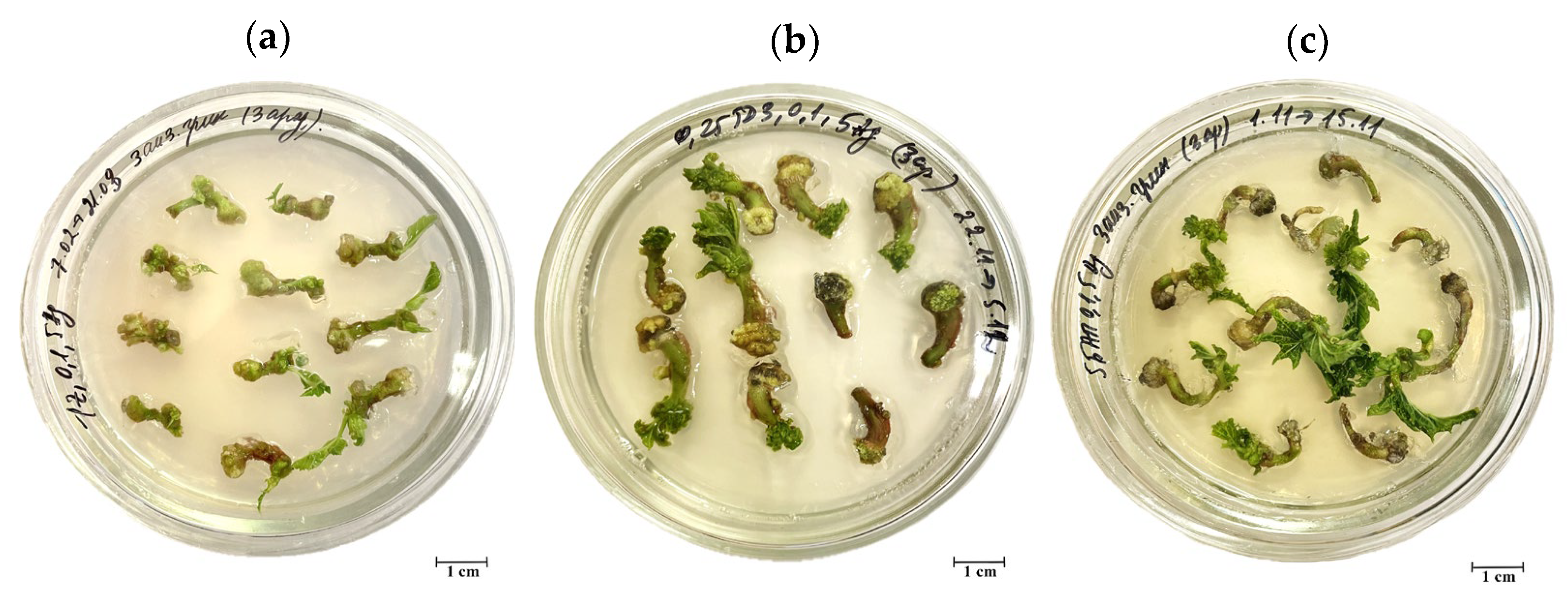 Biotech 13 00025 g004